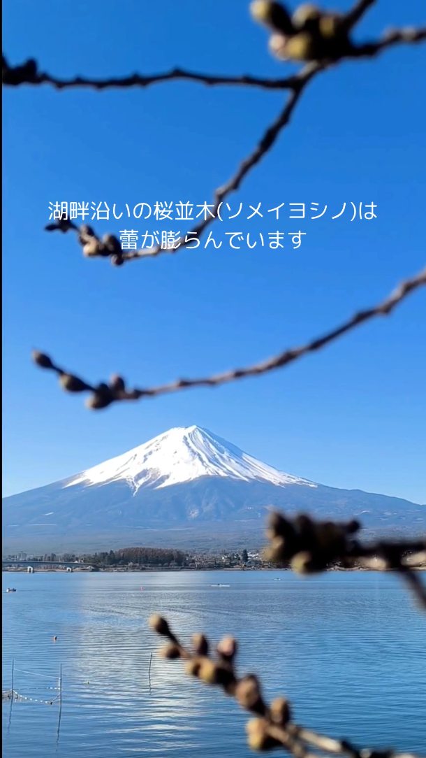 山梨県河口湖北岸🌸湖畔の桜並木情報🗻
🌸早咲きの桜が何本か開花
ソメイヨシノはもうすぐ???
💛水仙は見ごろ
さくら祭りは3月28日から4月12日まで開催
・遊歩道沿いにクラフト市が並ぶそうです
日暮れ以降冷えますのでお気をつけて。
お散歩の際には排せつ物処理などマナーを守って、良い思い出を作ってください🐾
📍ペットが主役コテージゆかりの郷
@kawaguchiko_yukarinosato
山梨県南都留郡富士河口湖町河口3045
わんこ連れのお客様専用ドッグラン付きコテージ🏚️
愛犬とのご旅行をサポートさせてください♡