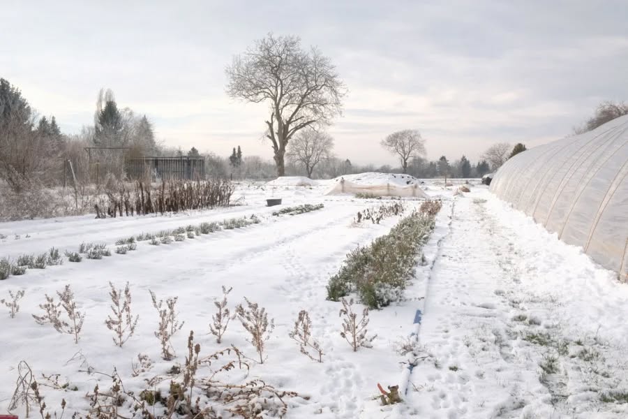 Schnee im Garten, ein sehr ruhiges Gefühl. Und es war in unserer Abwesenheit anscheinend viel los🐰🐱