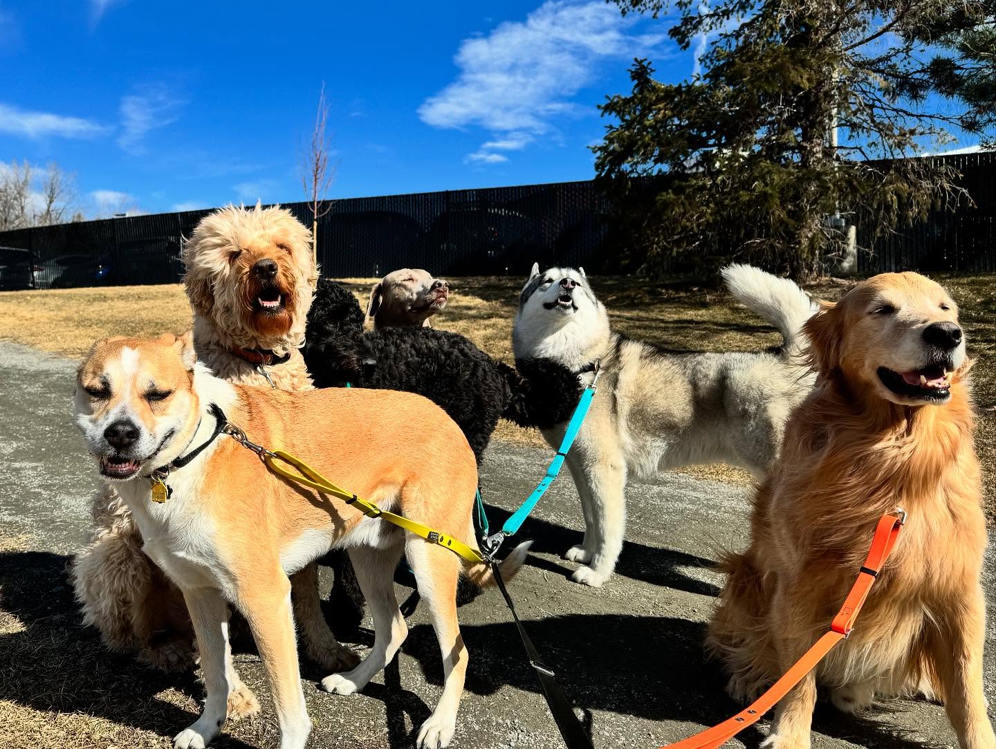 wishing all our pups a happy new year!🥳💙 thank you for a wonderful 2024!