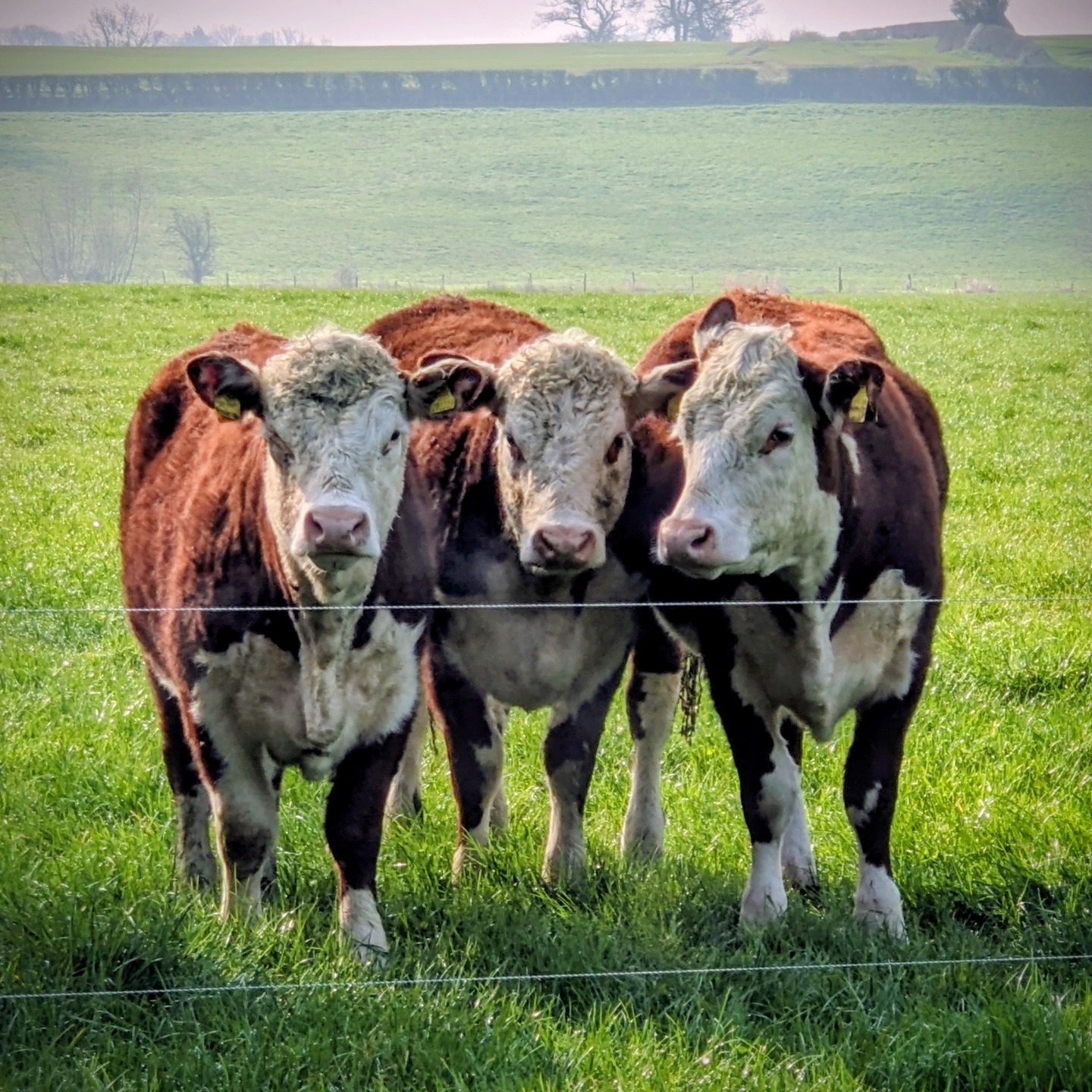 The cattle are loving the outdoors after being in the shed for the winter.