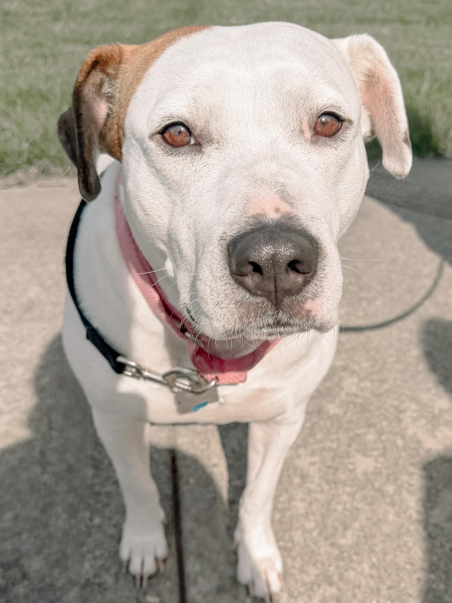 Some dogs bloom where they feel safest 🌿
This sweet girl finds bravery hard inside the house, especially around guests. But today, outside in the sunshine on a perfect 80° March day in Cincy, she showed me a different side - lighter, happier, just a little more confident 🐾
Progress looks different everywhere. Meet them where they feel good and build from there 💛
So proud of you, brave girl.
