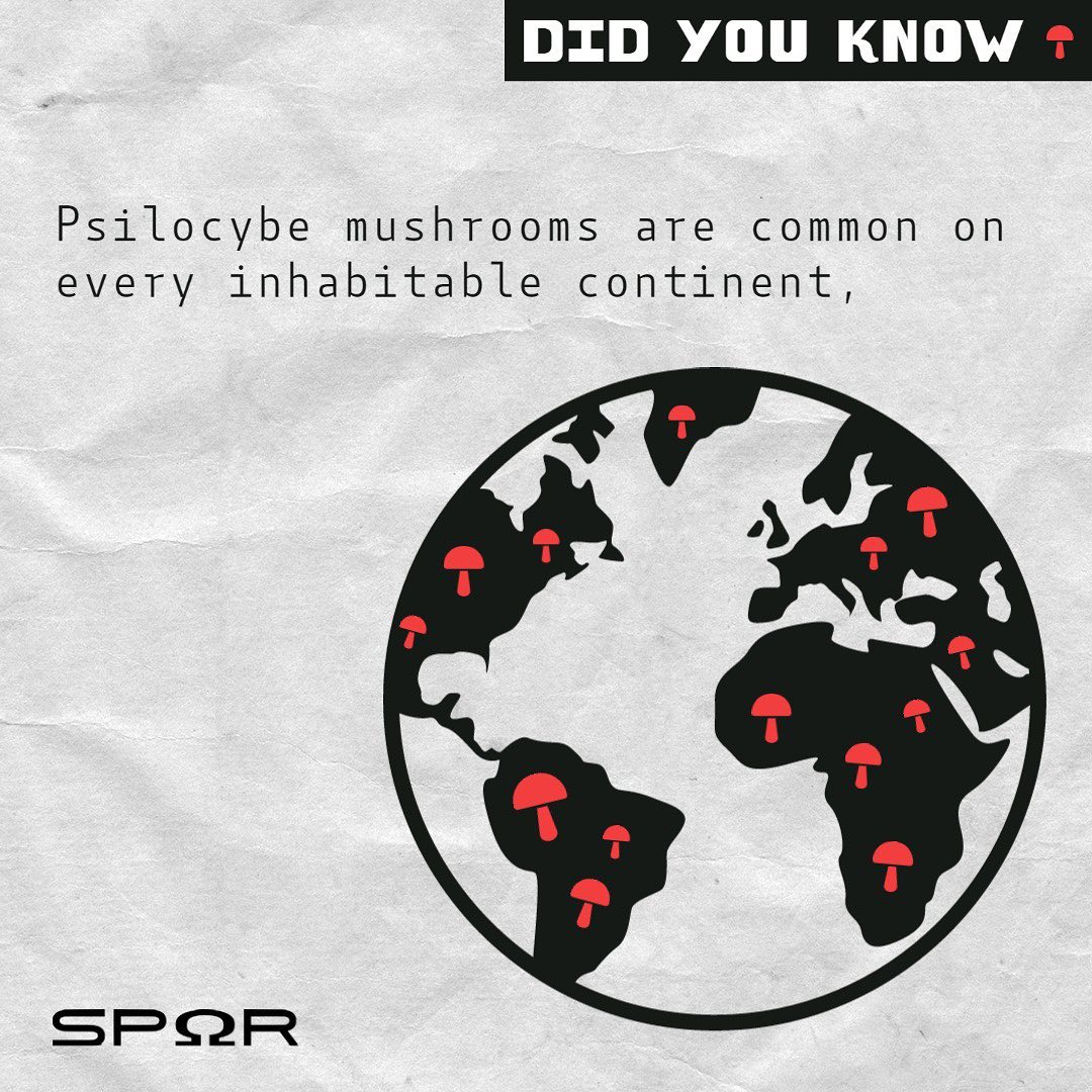 From indigenous cultures in Central and South America to ancient civilizations in Africa and Europe, many societies have incorporated psilocybin into their spiritual and medicinal practices.
Today, psilocybin continues to be a topic of interest and research in the fields of psychology and neuroscience, as it has the potential to provide insights into the human mind and consciousness.
#history #culture #medicine #fungi