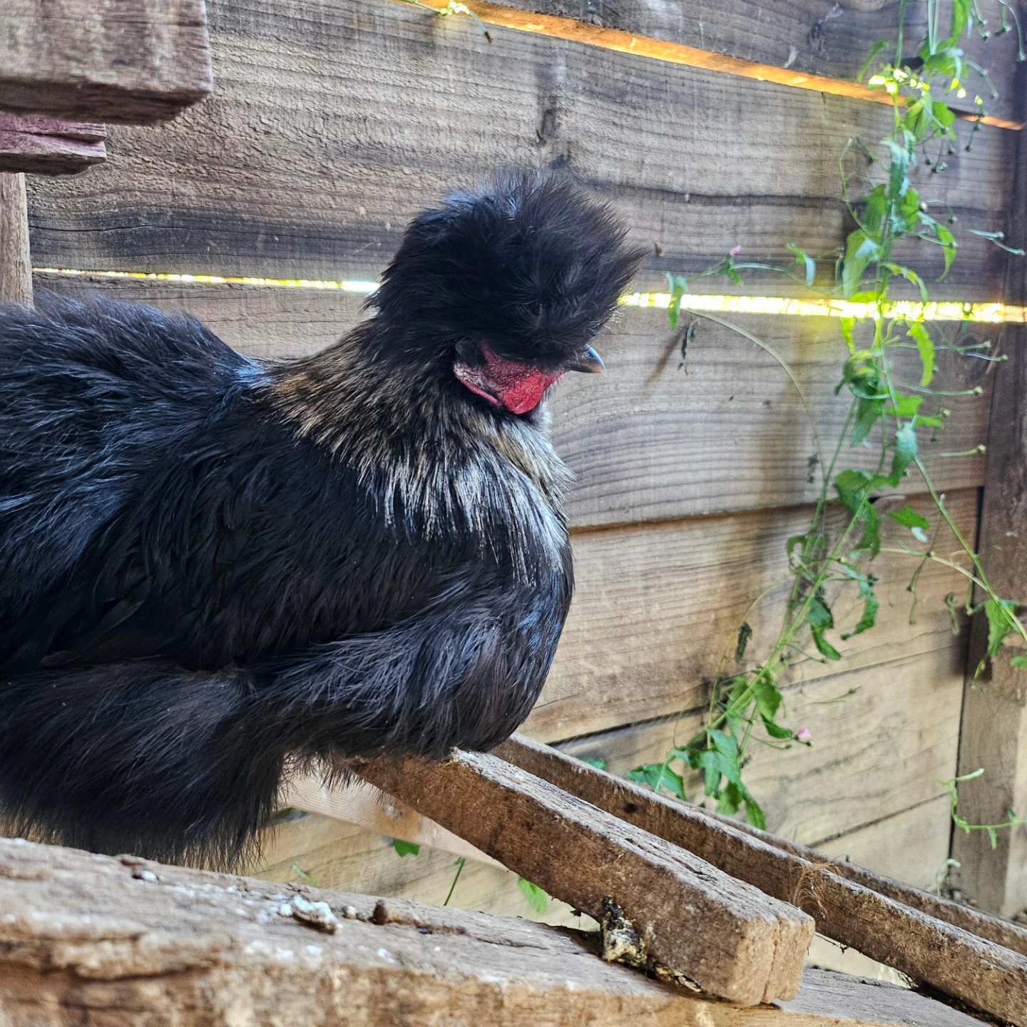 Such a lovely weekend in the sun. There's nothing like 2 days with no plans except to be spending time with family in the garden and the kitchen🥰
.
.
.
#farmtotable #olivefarm #olivetree
#tomatoes #tomato #farmliving #farmlife #farming #oliveorchard #olivefarm #evoo
#oliveoil #extravirginoliveoil #farmtotable #olivefarm #extravirginoliveoil
#gardening #gardeninglover
#farmliving #farmlife
#mindfulliving #simplepleasures #cottagegarbyden #camdennsw #farmgirl #farmtotable #gorgeousfarm #beautifulfarmhouse #veggiegarden #vegetablegarden #farmtotable #kitchengarden #macarthurmums #sourdough #homemadepasta #milkthistle #stingingnettles #silkiechiken