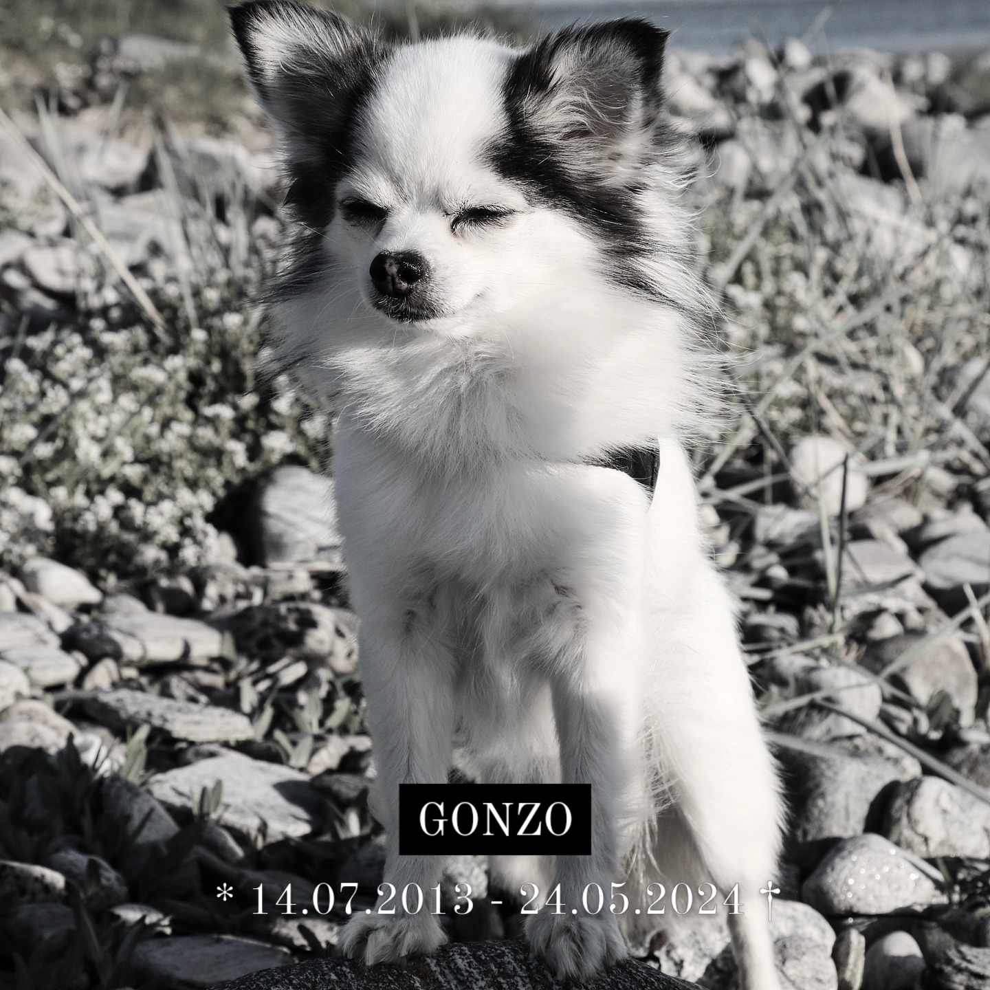 Unser kleiner Gonzo - Sonnenschein, Abenteurer, Frauenheld, Herzensbrecher, Schmusebär und Mittelpunkt unseres Lebens hat den Kampf gegen seine Herzerkrankung nicht geschafft. Er fehlt uns in jeder Sekunde und wir werden die wundervollen Momente, die er uns geschenkt hat nie vergessen. Wir sind so dankbar für die Zeit, die wir mit ihm verbringen durften und konnten. Er war einfach einzigartig und hat unser Leben jeden Tag so sehr bereichert und mit Freude erfüllt. Wir hätten gerne so viel mehr Zeit mit ihm gehabt, für uns kam es viel zu früh und trotz der Erkrankung unerwartet.
Gonzo, du fehlst so sehr und wirst immer ein Teil unseres Herzens und Lebens sein 🤍🩷🤍
Wir sind seit heute wieder für drei Wochen in Schweden und Norwegen unterwegs. Diesmal hierdurch leider mit nicht ganz so viel Euphorie und Freude. Diese vorher geplante Reise nun auch anzutreten ist uns sehr schwer gefallen, aber zu Hause ist es aktuell schwer auszuhalten, weshalb wir hoffen, dass uns die Auszeit den Verlust etwas einfacher macht.