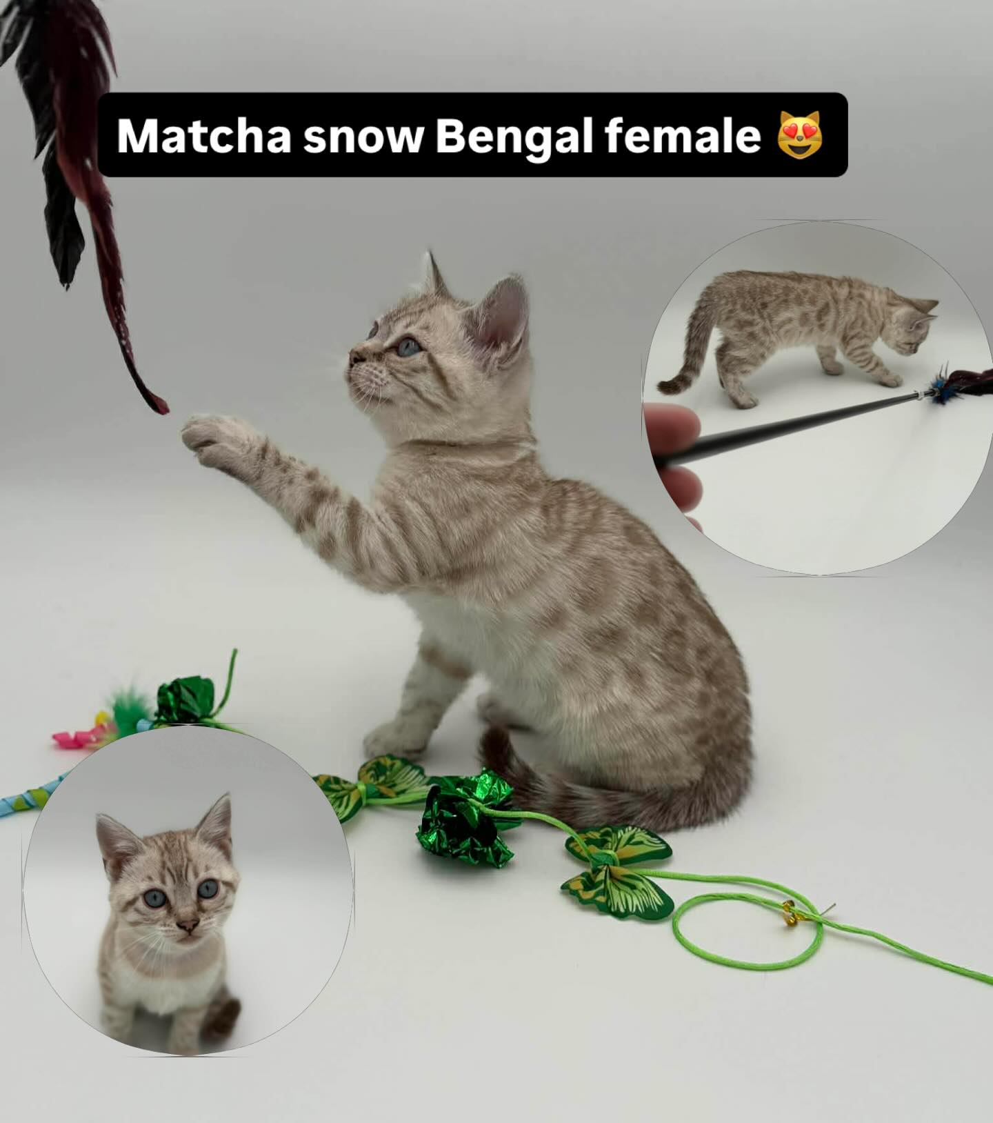 Isn’t she soo cute 😻 #bengal #bengalkitten #bengalcats #cats #fyp