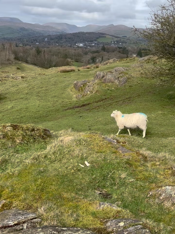 Up in the Lake District for a few days solo trip. It has been incredibly restorative- who knew fresh air and movement and nature could do so much eh? I’m staying at @theswanhealthclub which is cosy and has a lovely spa. Managed to get a table at @lenclume which was incredible yet still relaxed, and the staff took such good care of a lone diner. I even swam in the lake because I am silly. Books read, mountains hiked, mud on trousers, Kendal mint cake consumed. Daffodils-many many many.
I decided not to hire a car and it was pretty doable to get around by bus and even boat. The weather was also quite good! #solotravel #womenstravel #windermere #lakedistricthikers