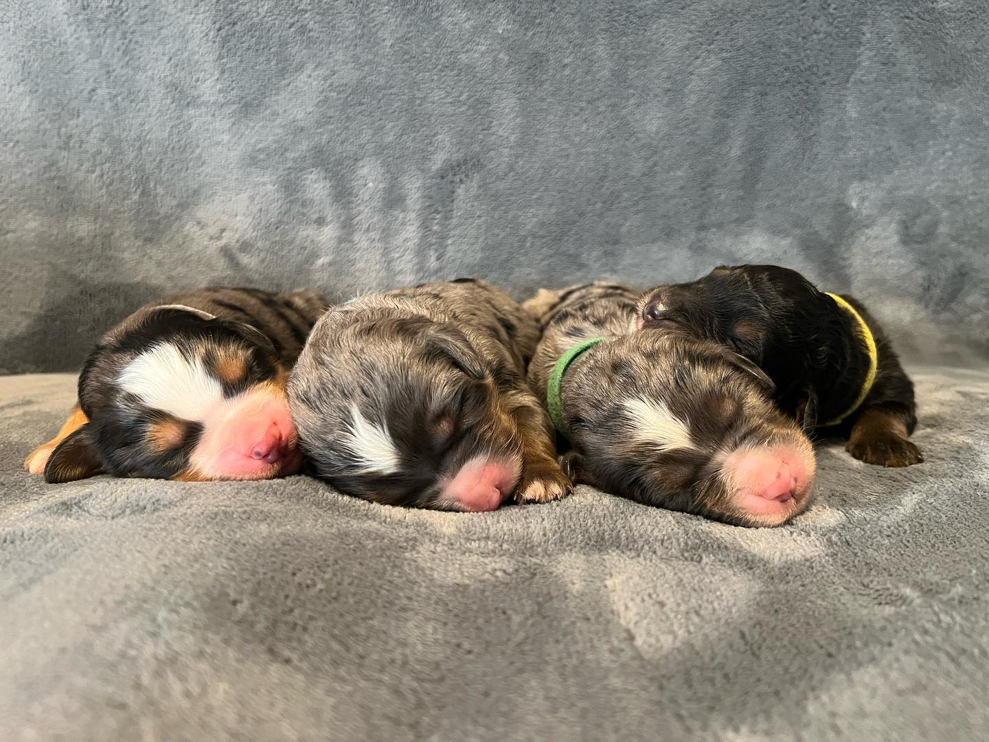 Merle Tri Bernedoodle puppies. Ready end of May 24’ www.ohearonsamazingpuppies.com. #bernedoodle #bernedoodlesofig #bernedoodle #merlebernedoodle #merlebernedoodles #merlebernedoodlepuppy #merlebernedoodlesofinstagram