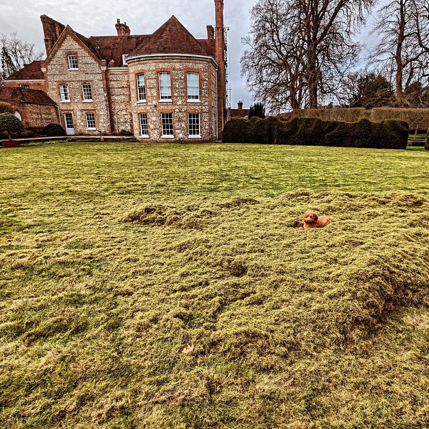 Tikka loved getting involved with the scarifying process today ! #bloomsford #gardening #garden #warsash #hampshire #dog #bloomsford #gardenlove #scarifying #outdoors #lawn #grass #doglovers #dogsofinstagram