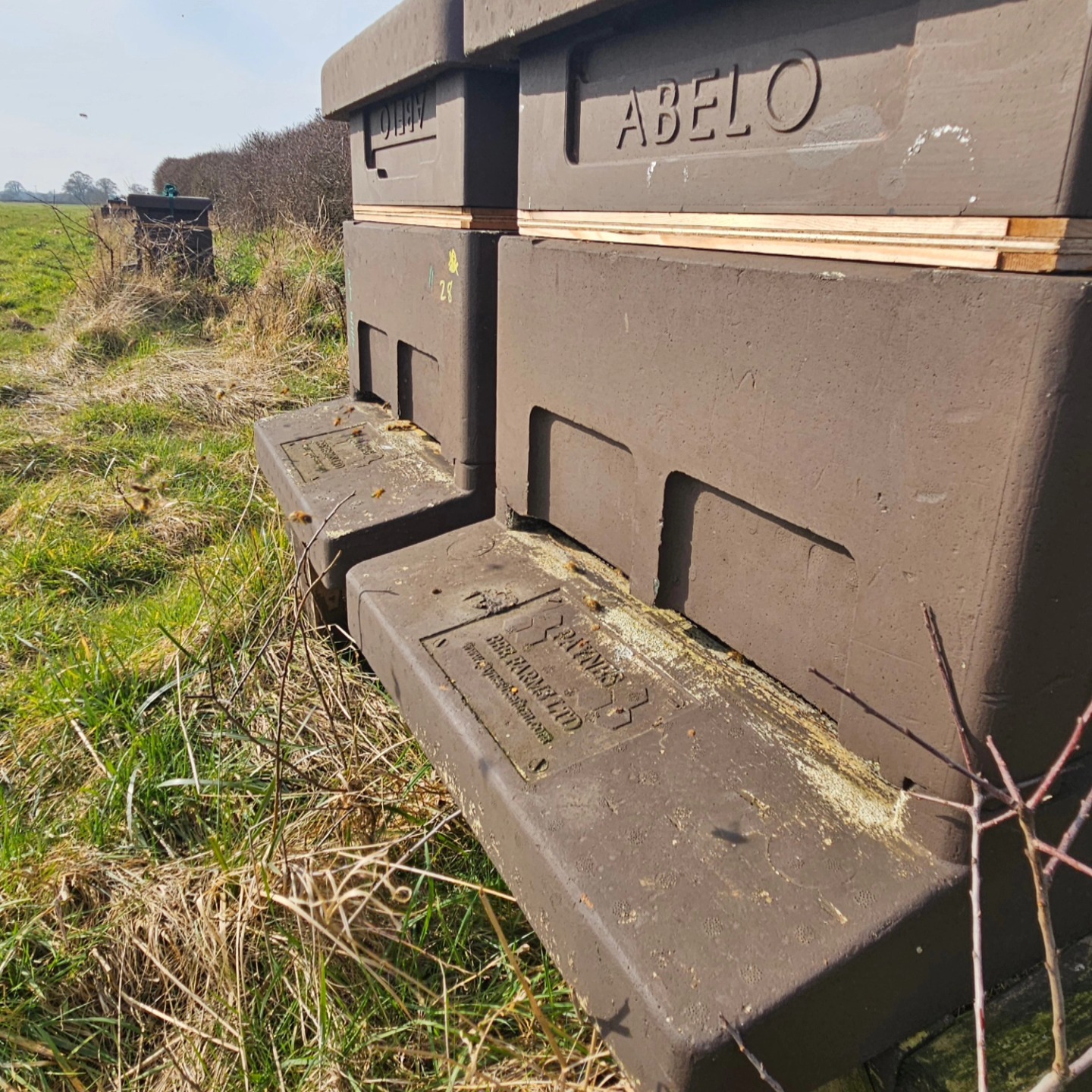 Spring appears to have sprung!
For us that means remove the mouse guard/doors and don't hold up the bees getting about their business. No inspections yet, it's much too early in the season in North Yorkshire.
Beautiful weather today & lots of pollen coming in.
Touch wood, all hives looking ready for the season ahead.
#thingsarelookingup #honey #bees #localhoney #eatlocal #ukfarming #york #northyorkshirehoney
#derwenthoney