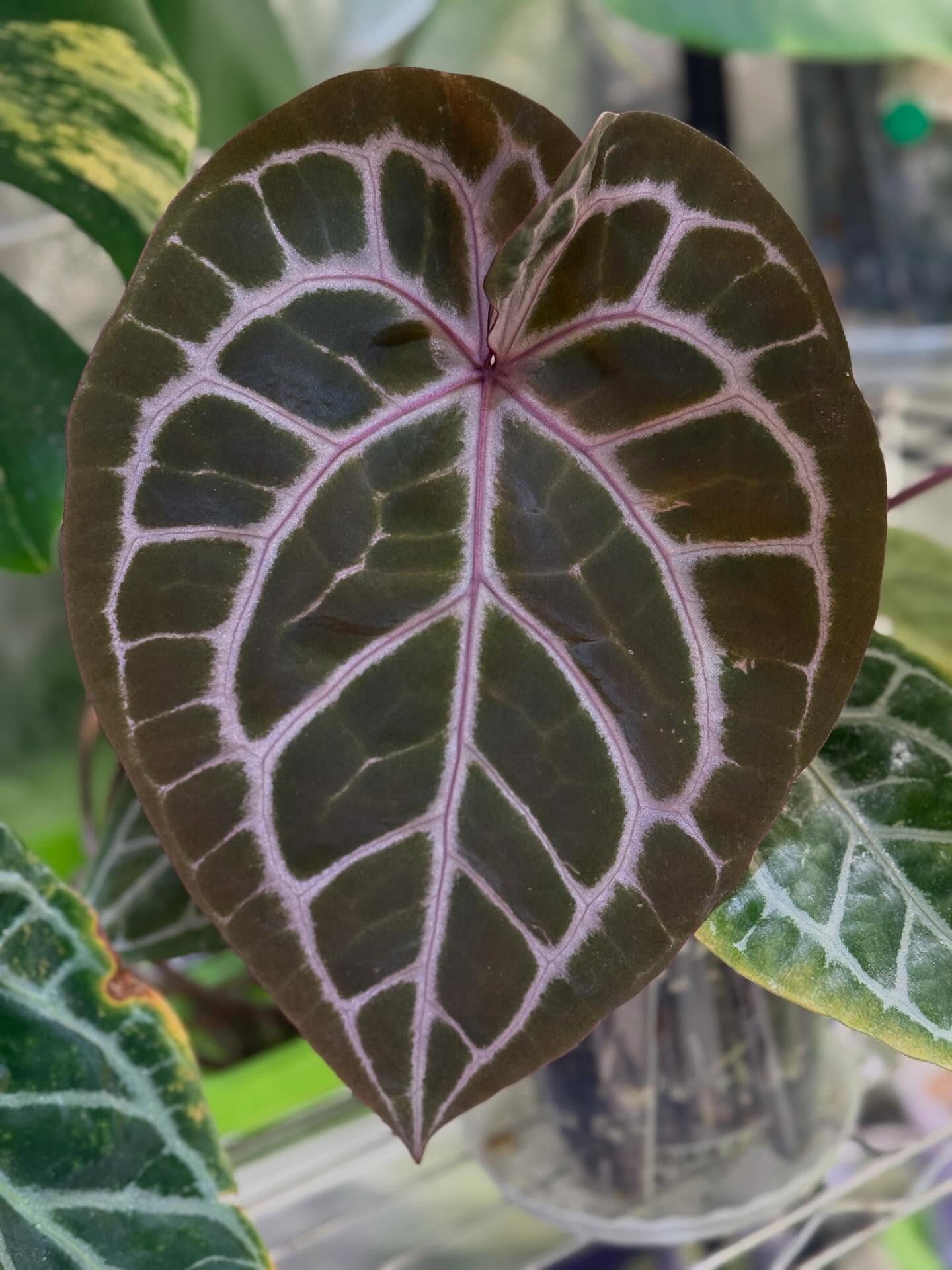 Last week was full-on plant reorg chaos 😵💫🌿
Lots of chopping, propping, and giving some of my plant babies a little rehab glow-up ✂️💧
But in the middle of all that, I stumbled on these stunning leaves… like they were quietly cheering me on to keep going 🥹💚
Honestly, moments like this make it all worth it ✨
Sharing them here in hopes they bring you a tiny bit of joy—even if just for 5 seconds ☺️
If they make you smile, I’d love your support with a like or share 💕 It really helps more than you know!
Slide 1, Anthurium Michelle
Slide 2, HU x Warocqueanum
Slide 3, Besseae aff
Slide 4, HU x Facehugger by @boygardening
Slide 5, Tezula Ace of Spade by @iamscottcohen
Slide 6, Papillilaminum X1
Slide 7, Papillilaminum Blue
#anthuriumaddicts #plantcommunity #plantchores #plantlife #plantsoftheday