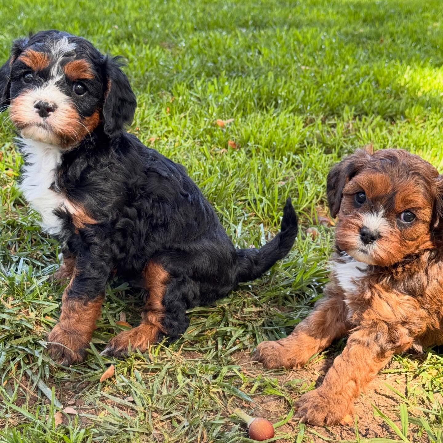 Puppy week over here and no one is complaining.
Slow mornings, soft naps, and little paws following us around.
Cavapoos just have a way of making everything feel a little lighter.
If you’ve been thinking about one, this is your sign to come meet them
.
.
.
#cavapoos #santabarbara #tinkerpups #nationalpuppyday #furryfriends