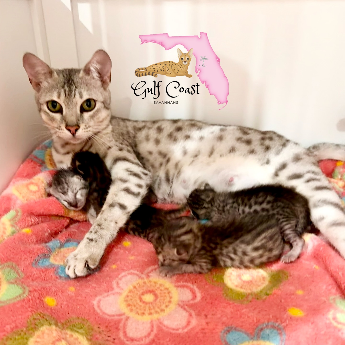 Karmas little F6 boys 💙 are all doing so good! One of them has already been reserved, but 3 are available! Send me a message if you have ever wanted to add one of these beautiful kitties to your life!
#savannahkitten #savannahcat #exoticpetsofinstagram #floridaexotics #cutecats