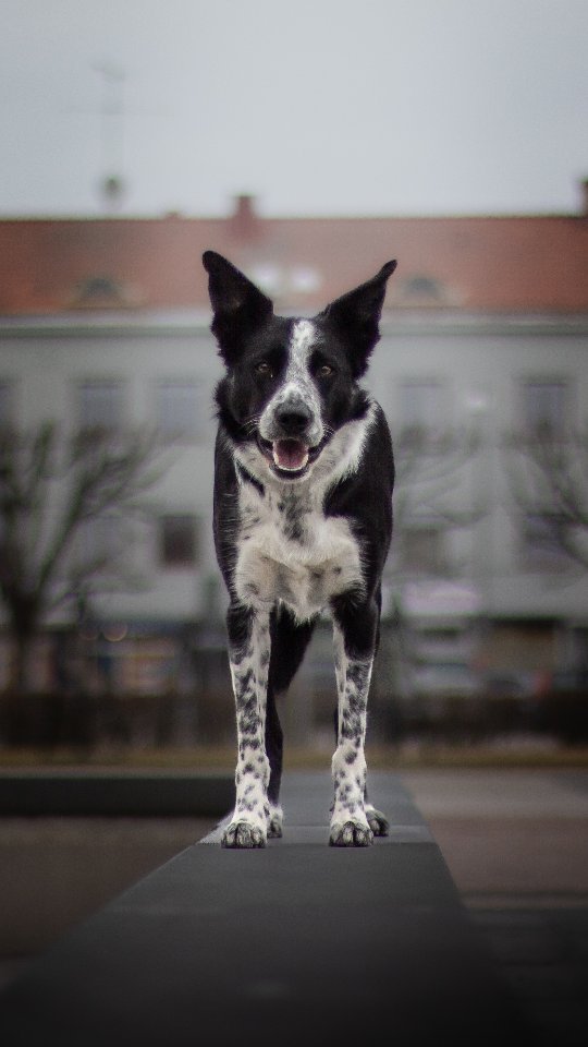 Some highlights from Spud's routine, but honestly I think the whole routine was a highlight😍 I can't stop smiling when I watch the videos!! This is my little Spud, doing "big dog stuff" 🥹
The parallel send out is a HEADACHE for those of you who know 🤣 I have a love-hate-relationship to that trick 😜 So to see him absolutely nailing it in both starts today makes me so so proud 😍
#bordercollie #dogdancing #dogdancingfreestyle #freestyledog #dogtricks