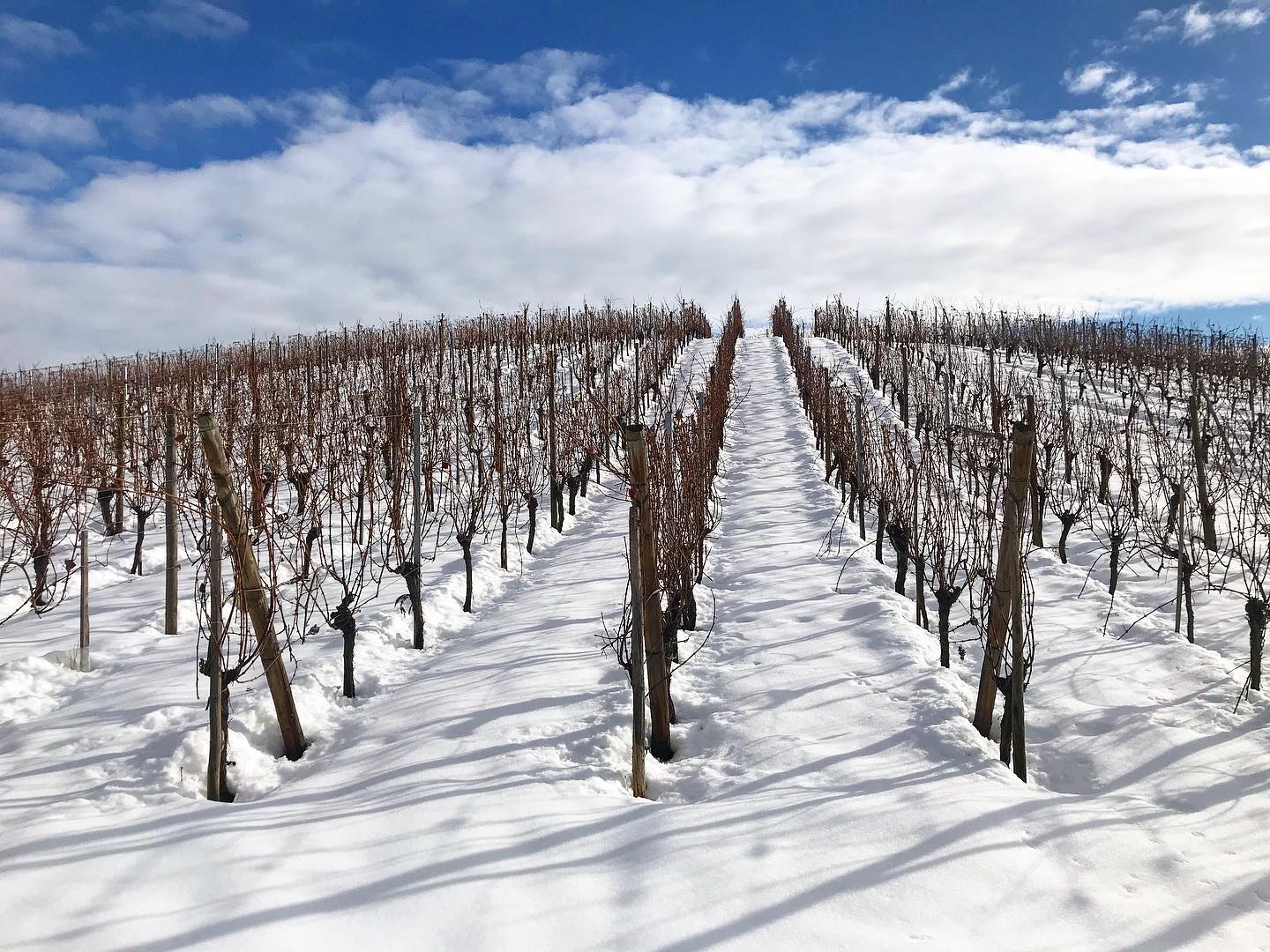 Let’s Start the week ! ❄️
Ski Touring in the grand cru Wineck Schlossberg ⛷
.
.
.
.
.
#snow #snowday #ski #skitouring
#vineyard #wine #winelover #vindalsace #drinkalsace #vin