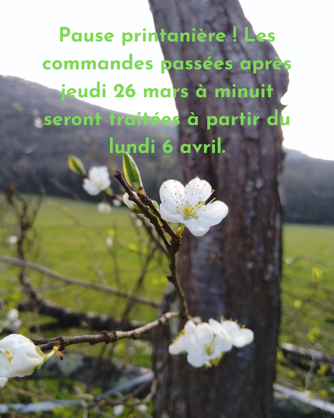 Attention, si vous vouliez bientôt commander de la laine, je ferme jeudi soir pour 10 jours ! Moi, je vais voir ma petite maman 🌿