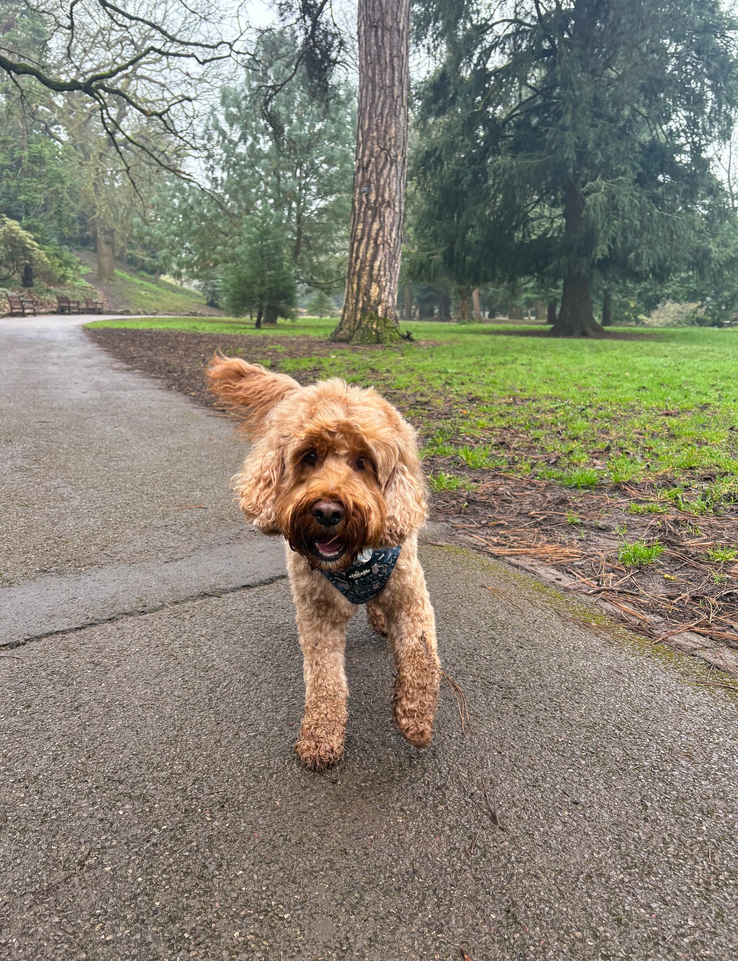 Some recent park adventures with Oakley 😁🐾🌲
#cardiffdogs #cockapoo #cockapoolove #cardiff #dogwalker