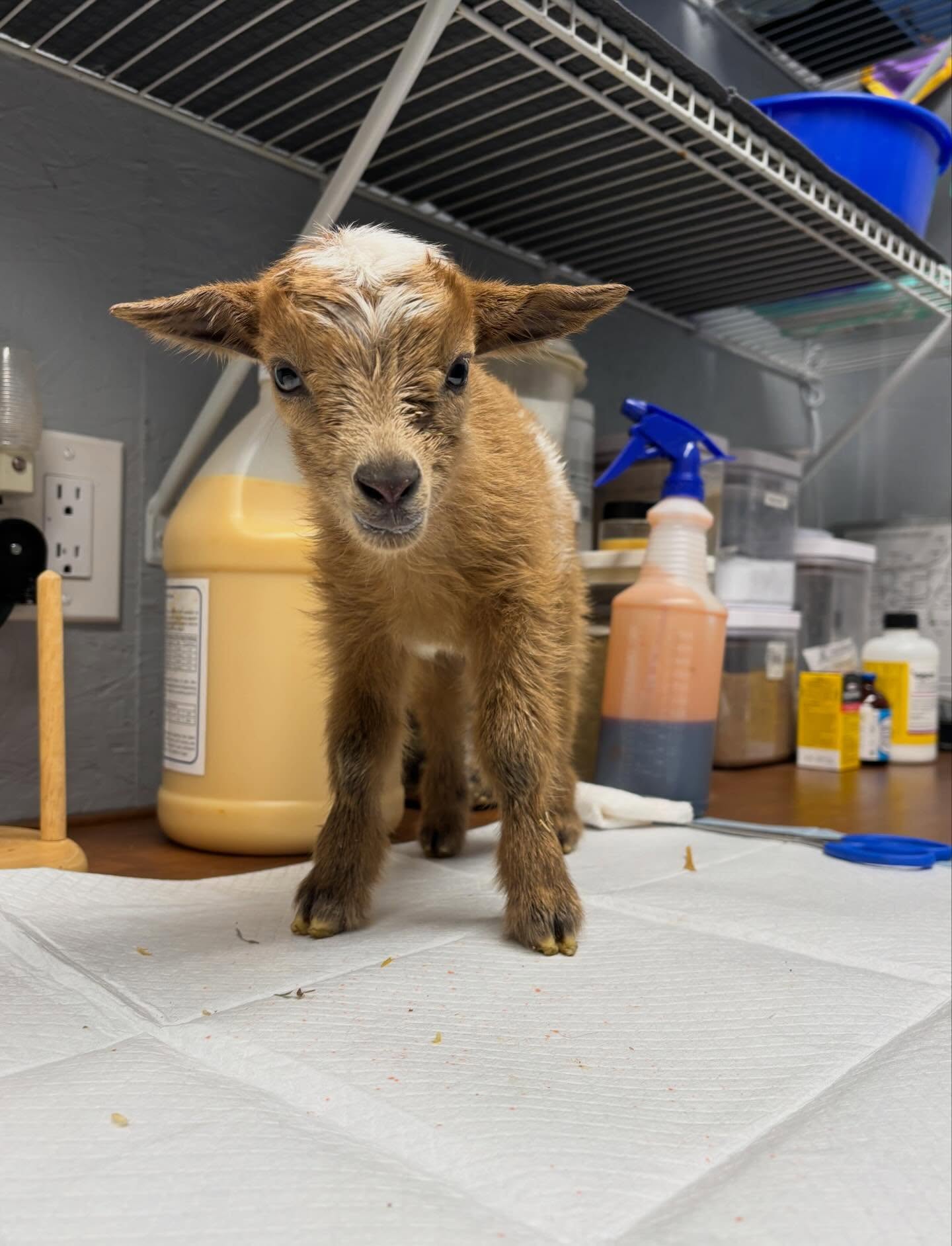🎉 Trixie kidded at 12pm on Thursday with twin gold kids!🎉
These kids are Sired by Hanson Hideaway MM Jack Frost *B VEE 87! Go check their genetics out on our website at www.rockin-j-farm.com
Barn names for them are Mrs. Potato Head “Miss-iz” 🩷 and Mr. Potato Head “Mister” 💙(Toy Story Characters)
Message if interested in any wethers!
#farmlife #nigeriandwarfgoats #4H #adga #homestead