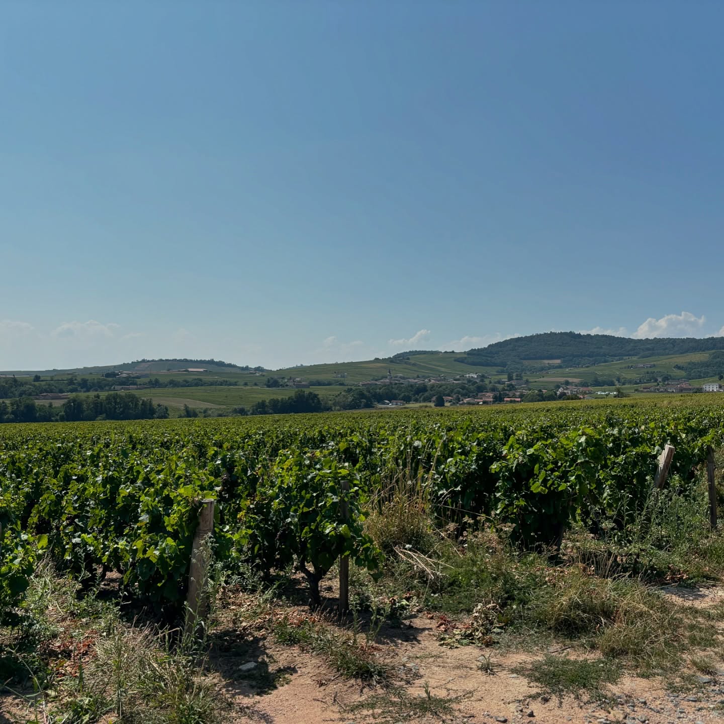 Just came back from Burgundy. Big news coming up next ๐ท
keep yourself updated signing up to the mailing list on our website