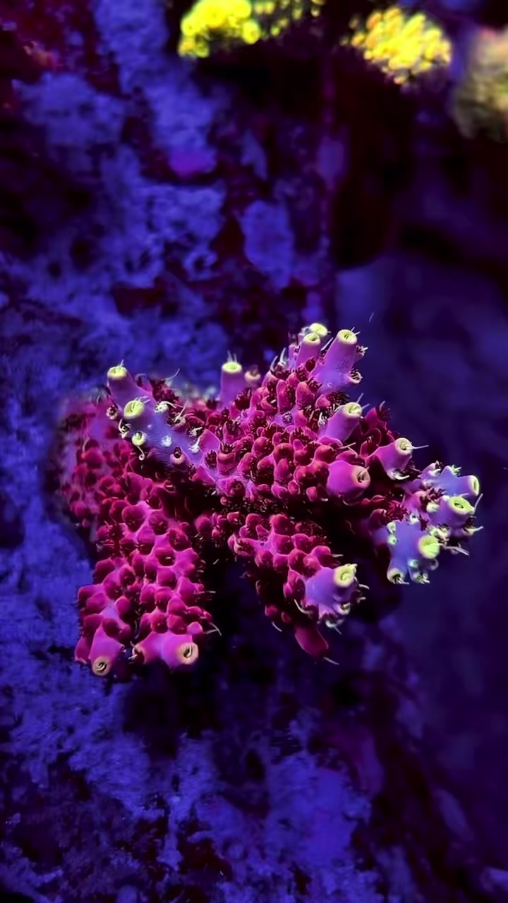 #tropicmarintanks
Very nice clip from @leonardos_reef 💜
You use our products and want to get reposted? Tag your post with #tropicmarintanks.
#tropicmarintanks #tropicmarin #tropic_marin
#eatsleepreef #allmymoneygoestocoral #reefporn
#coralporn #reefaholics #aquarium #saltwateraquarium #nanoreef #reeftanks #euroreefers #reef2reef #reefers4reefers #vitaminsea #seafari
@tropicmarinusa @tropic_marin_br @tropic_marinarg
@tropicmarinperu @aquarium_planet_cr @scireef @aqua.united.gmbh