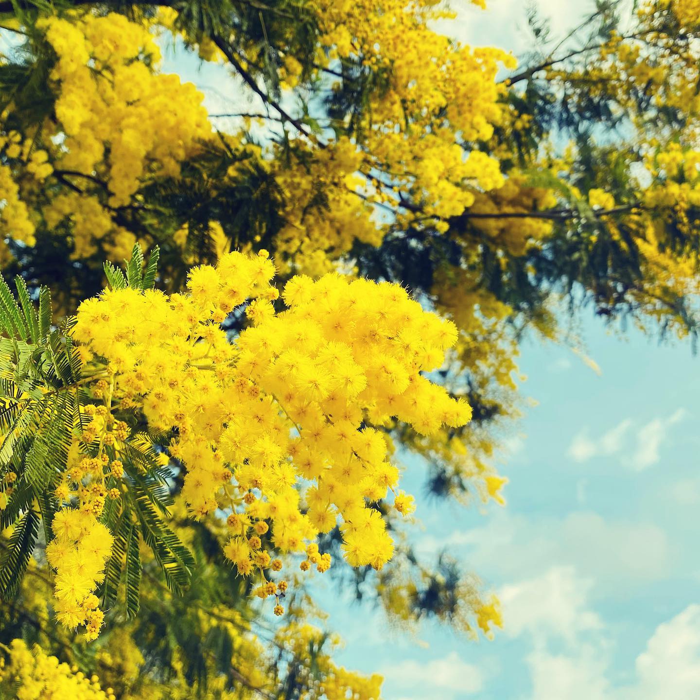 Mimosa- season in Italy #apricale❤️ #apricale #liguria #apricalove