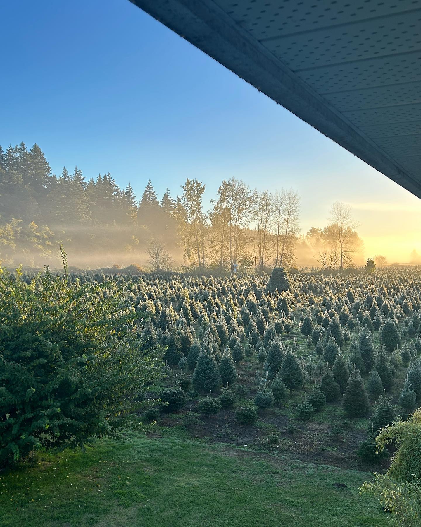 Our trees are looking mighty fine this year—Opening Day: Nov 25!