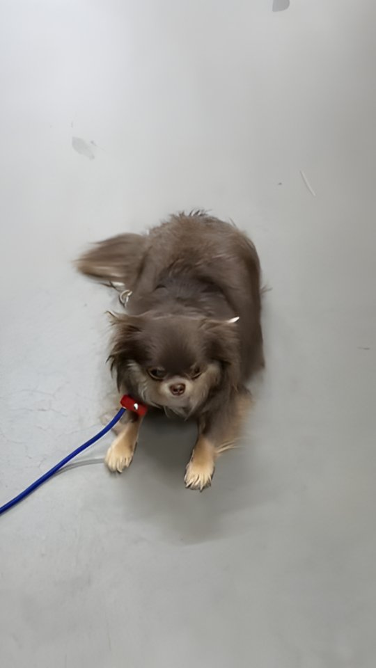 Puddy’s Training Progress 🐾
Puddy has been making great progress in his training. In this session, he’s working on maintaining position while in motion, transitioning between walking, sit, and down with control.
These exercises help build focus, structure, and reliability so the dog can stay responsive even during movement.
This is the level of consistency we aim for before a dog goes home.
📩 DM us to get your dog started with structured training.
📍 24 Pillar Rock Crescent, Markham, ON L6C 3H4, Canada
📞 (647) 425-4838 / (647) 807-8761
🌐 www.benridgecanineservices.com
#DogTraining #BenridgeCanineServices #DogTrainingMarkham #DogObedience #dogbehavior