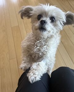 Up close and personal with this curly cutie lady!
#WoofHoofMew #morrisoncolorado #evergreencolorado #conifercolorado #petsitting #petsitter #dogsofcolorado #whitedog #curlydog #petslife #curiousdog #WoofHoofMew