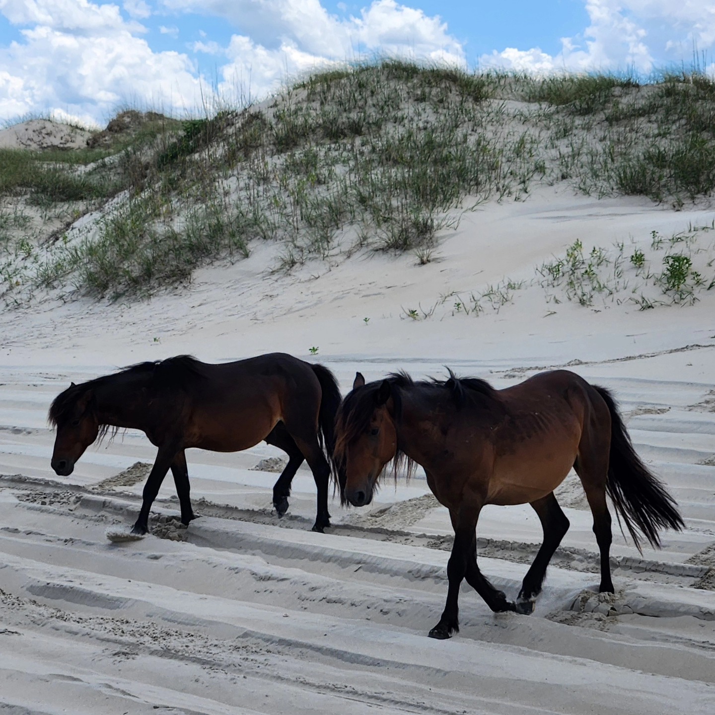 🌊🐎 Had an unforgettable adventure last week on a tour in Corolla, NC—spotting the wild Spanish Mustangs along the 4x4 beach! These incredible horses have roamed the Outer Banks for centuries. Seeing them in their natural habitat was nothing short of magical. 🚙✨
#OBX #WildHorseTour
