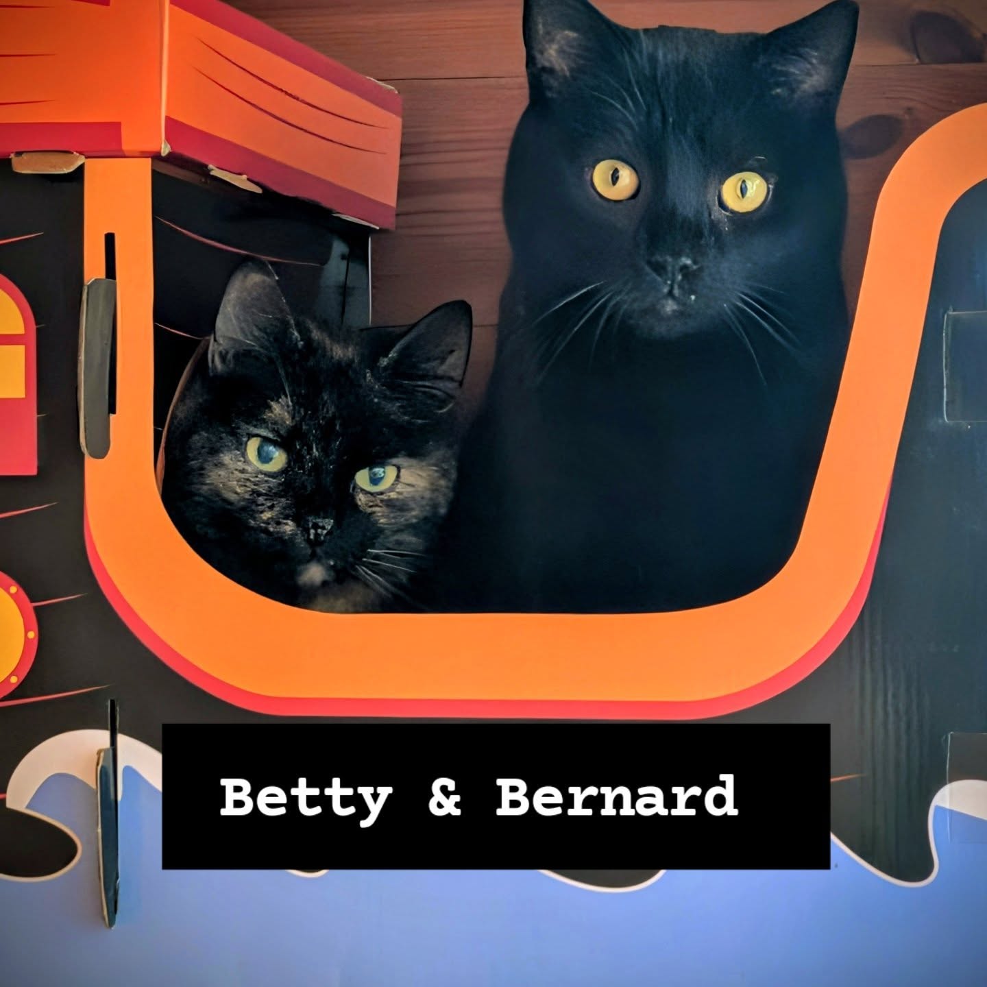 New Residents Alert! 🐾
We have some very special news at The Moorhead Bed and Breakfast! Please join us in giving a warm (but socially distanced) welcome to our newest team members: Betty and Bernard. 🌿
Rescued from the wonderful folks at @RSPCAShropshire, Betty and Bernard are "semi-feral" explorers. While they might not be joining you for tea in the lounge or looking for belly rubs just yet, they’ve already made themselves right at home keeping a watchful eye over our gardens and outbuildings.
Why Semi-Feral?
These beautiful cats prefer the "great outdoors" lifestyle. By providing them with a safe territory, regular meals, and a cozy place to sleep, we’re giving them the freedom they love with the security they deserve.
What to expect during your stay:
The "Peek-a-Boo" Experience: You might spot a pair of ears in the tall grass or a tail disappearing around the barn.
The Natural Look: They are our official (and very adorable) pest control officers.
Respect their Space: They are still learning to trust humans, so we ask guests to admire them from a distance.
We are so happy to support the RSPCA Shropshire branch in their mission to find homes for all kinds of cats—even the ones who prefer the stars to the sofa. 🌙✨
Welcome home, Betty and Bernard!
#TheMoorheadBB #RSPCAShropshire #GardenCats #RescueCats #BedAndBreakfast ShropshireLife BarnCats BettyAndBernard SupportLocalRescue