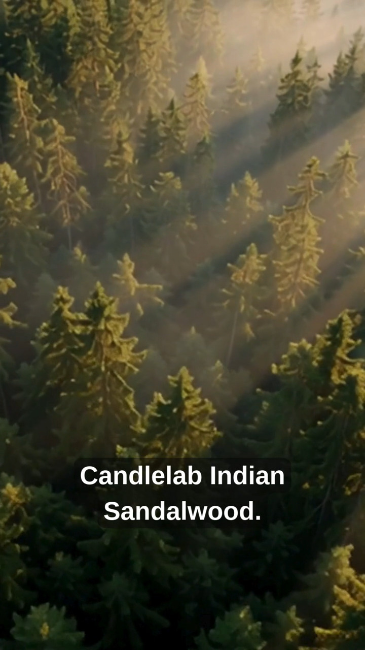 Sandal ağacının en saf hali.
Sıcak, odunsu ve derin…
Bulunduğu ortamı anında değiştirir.
Indian Sandalwood.
Sakinliğin kokusu.
.
.
The purest form of sandalwood.
Warm, woody, and deep…
Transforms the atmosphere instantly.
Indian Sandalwood.
The scent of calm.
#candlelab #sandalwood #indiansandalwood #homefragrance #mum #mumkokusu #evkokusu #ambient #cozyvibes #fragrance #kokuterapi