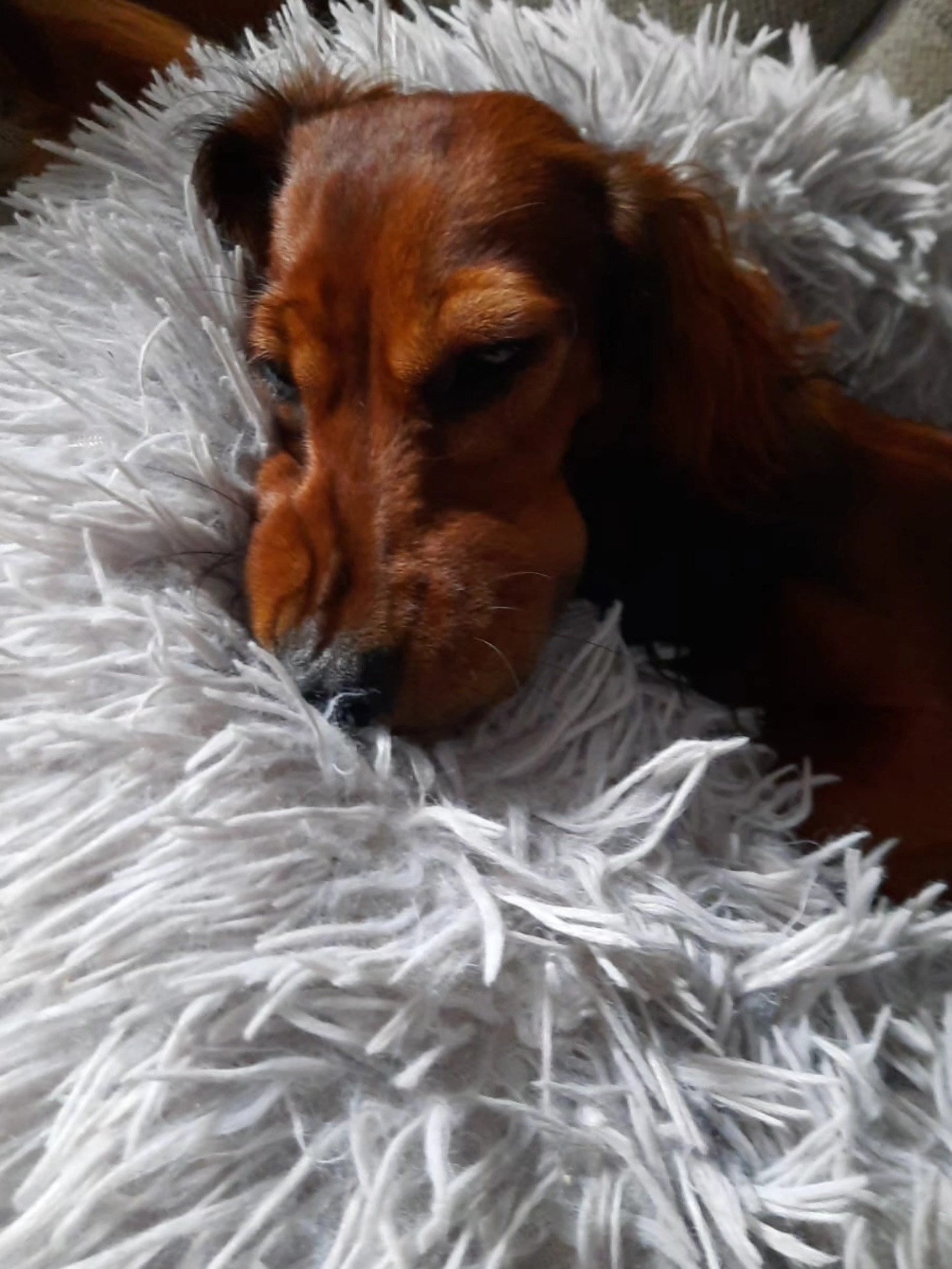 Das ist die 8 Monate alte Zwergdackel Hündin "Ida". Sie wurde von einer Wespe gestochen. Die Besitzer haben die Schnauze vorsichtig gekühlt und haben nach Rücksprache mit uns ein Schmerzmittel gegeben. Ida wurde uns dann später in der Praxis vorgestellt und sie hat ein Antihistaminikum bekommen - die Schwellung ging schnell zurück und Ida ist wieder putzmunter❤️
🐶 Insektenstich beim Hund – Was tun? 🐝
☀️ Im Sommer ist die Gefahr groß: Ein Stich ist oft harmlos, kann aber schnell gefährlich werden!
🔍 Typische Symptome:
• Schwellung & Juckreiz
• Schmerzen an Pfote, Nase oder Ohr
• ⚠️ Atemnot, Erbrechen oder Zittern = Notfall!
🚑 Erste Hilfe:
✅ Stachel vorsichtig entfernen
✅ Kühlpad oder feuchtes Tuch auflegen
✅ Hund beobachten – bei Verschlechterung 👉 sofort zum Tierarzt!
🙅♀️ Wichtig:
Lass deinen Hund nicht nach Bienen & Wespen🐝 schnappen!
Blühende Wiesen🌼 & Picknickplätze🧺 besser meiden.
💡Die Notfallnummer deines Tierarztes am besten ins Handy einspeichern.