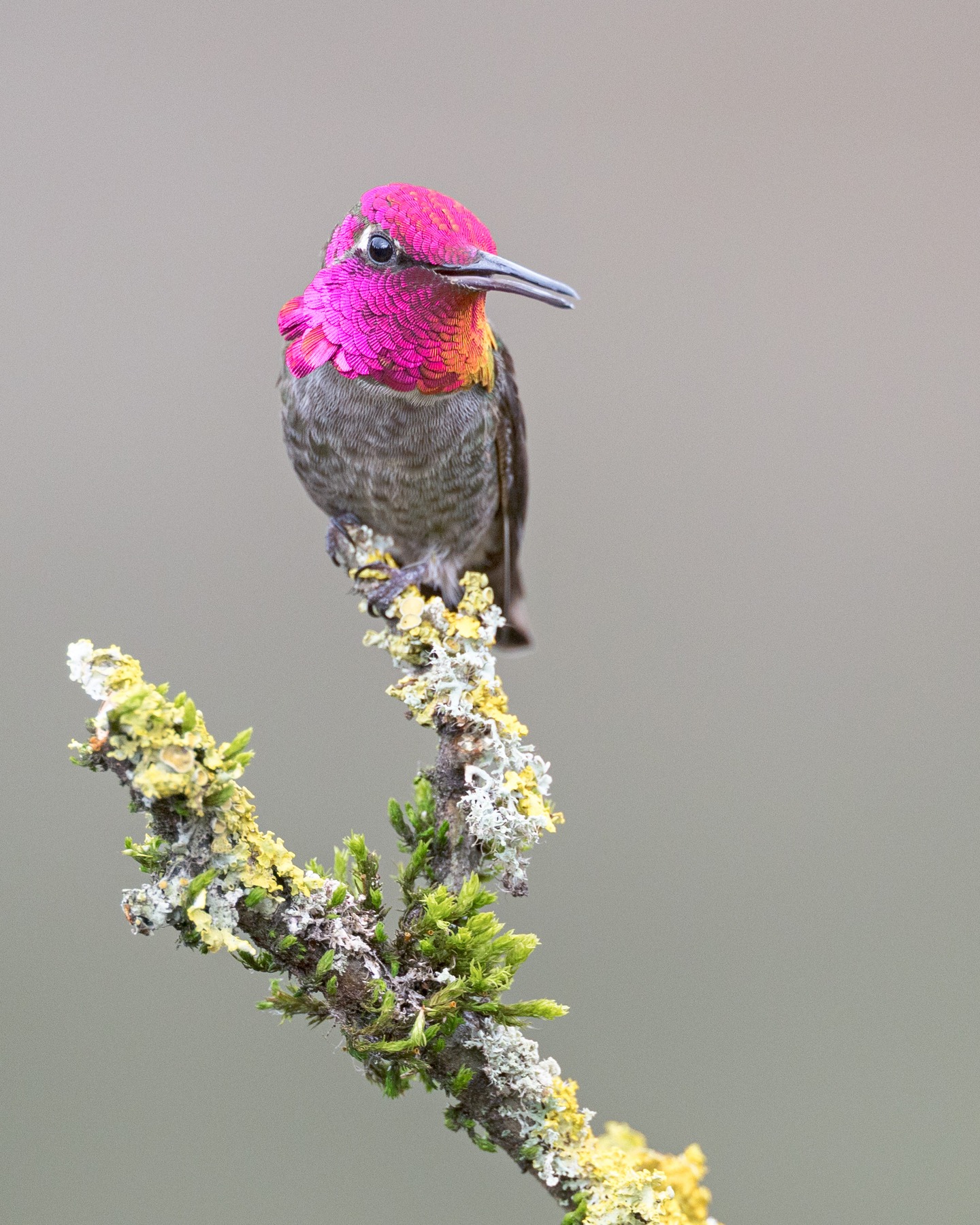 While the females are working hard on their nests and tending to their chicks the males are hard at work looking good and protecting their turf. My spark bird - Anna's Hummingbird. Love that pink! 💕