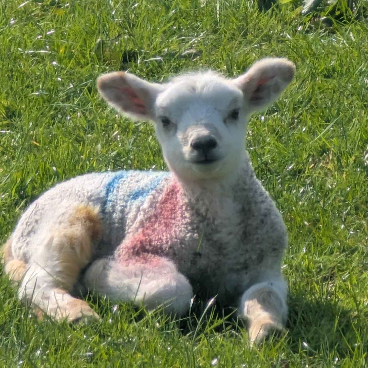 The fluffiest sign that spring is here 🌼
.
.
.
#lambsofinstagram #springhassprung #countrylife #dartmoorholidays #holidaycottagesuk