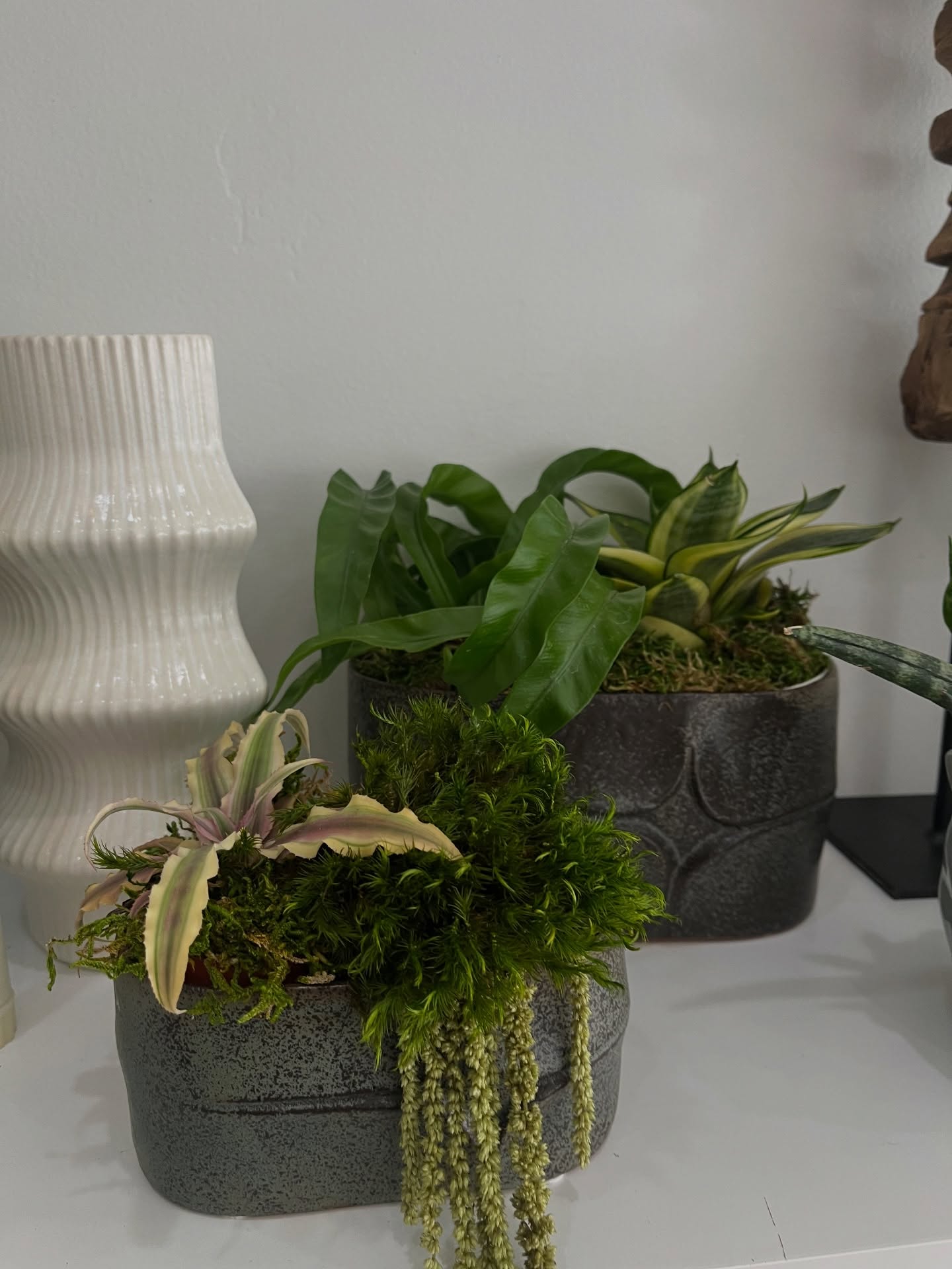 A moment of greenery, thoughtfully placed 🌿✨
Our Mother & Child arrangement brings layered texture and quiet beauty to any space,
perfect for a desk, side table, or resting effortlessly atop your favorite coffee table book.
Because the smallest details make a home feel complete.
#plantology #plantsandmore #plantstyling #plantinspo #plantlovers