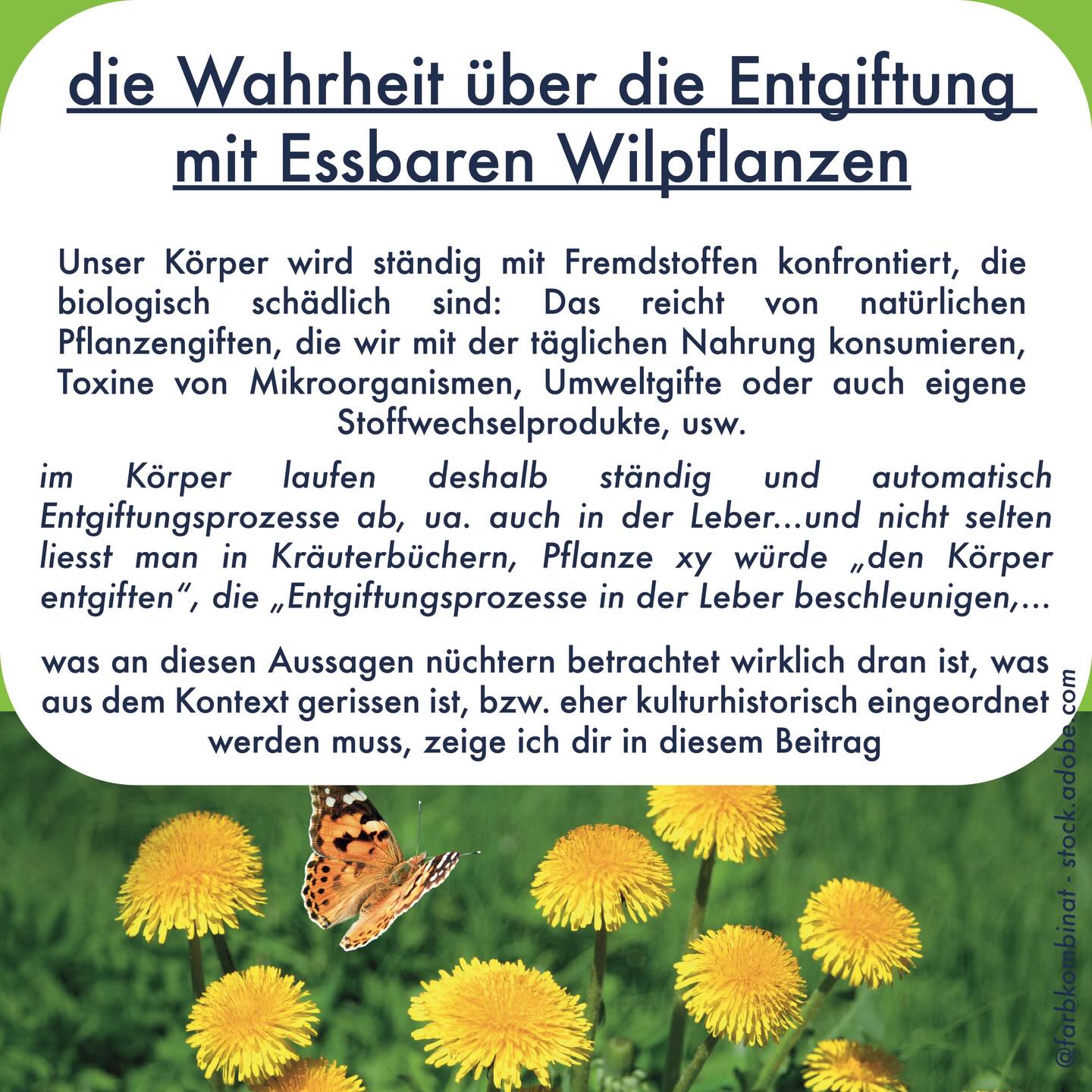 DIE WAHRHEIT ÜBER „ENTGIFTUNG“ 🗑️🌱
Gerade jetzt im Frühling taucht der Begriff „Entgiftung“ im Zusammenhang mit Essbaren Wildpflanzen sehr oft auf. Es wird gesagt die Pflanze XY könne den Körper entgiften, die Entgiftung in der Leber steigern oder teils auch richtig Hardcore wonach sie Schwermetalle aus dem Körper ausleiten würden. Auch das Wort „blutreinigend“, also so etwas wie eine magische Dialyse fällt dabei oft. Beliebt sind auch Detox-Kuren mit harntreibenden oder bitteren Pflanzen als eine Art Frühlingsputz, um den Güsel zu entsorgen, der sich über den Winter angesammelt hätte.
Das alles hört sich irgendwie bildlich doch schlüssig an und das Ganze hat auch eine gewisse alte kulturelle Tradition (und damit ist es automatisch „richtig“…). Das Problem nur: Wissenschaftliche Beweise dazu gibt es nicht.
Was es jedoch gibt, ist viel Desinformation, wo Dinge komplett aus dem Kontext gerissen werden. So bedeutet die Beeinflussung von Enzym XY durch ein Extrakt aus Pflanze YZ in Laborversuchen nicht automatisch, dass dabei die Entgiftung im Körper geboostert werden würde. Ausserdem arbeitet die Leber 24/7, häuft keine Abfallsäcke / „Schlacken“ an (es gibt keine „Schlacken“ im Körper!) und reguliert sich über komplexe Signalwege. Auch die leicht harntreibende Wirkung gewisser Wildpflanzen boostert keine Entgiftung im Körper. Andere Begriffe wie „blutreinigend“ sind einfach aus der Humoralpathologie (dem alten europäischen Medizinkonzept) abgeleitete Wörter, die in der Szene fälschlicherweise 1:1 auf die moderne Medizin (als eine Art Dialyse) übertragen werden.
Wer Essbare Wildpflanzen, wie z.B. Löwenzahnwurzeln für die Entgiftung konsumiert, schadet sich dabei aber zumindest nicht, resp. konsumiert dabei sogar generell gesunde und leckere Nahrungsmittel. Gewisse Therapie von Influencers, vor allem mit stark abführenden Pflanzen arbeiten sind hingegen gefährlich oder schaden am Ende der Leber sogar. Auch viele angebliche Wundermittel, die aus Fernost bezogen werden oder aus Algen stammen sind oft selbst mit Schwermetallen belastet und wirken so eher Giftstoff-einleitend.
Mehr zum Thema in den Slides
#detox #entgiftung #ausleitungskur #blutreinigend