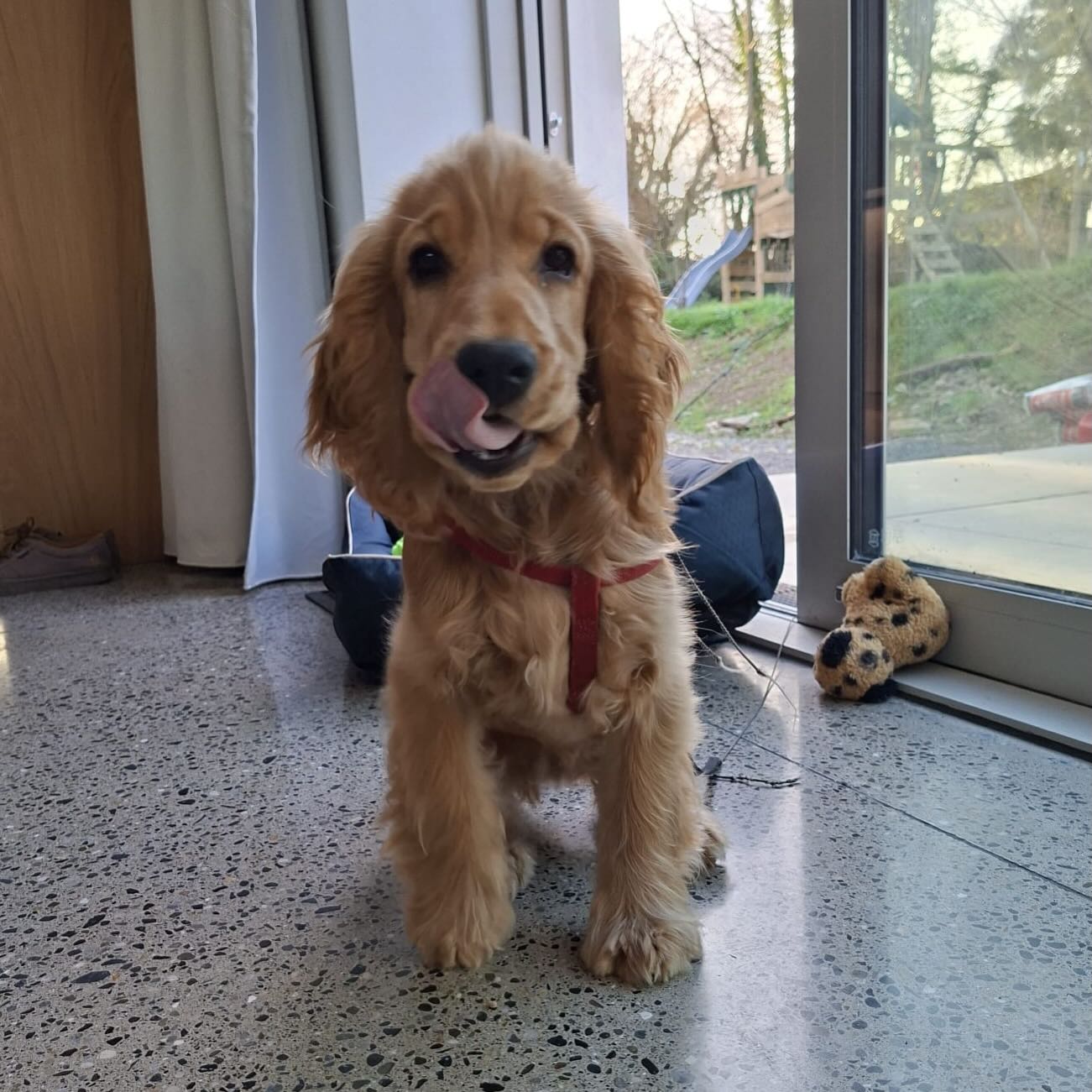 Capalique Sienna Esme is a 5 month old girl