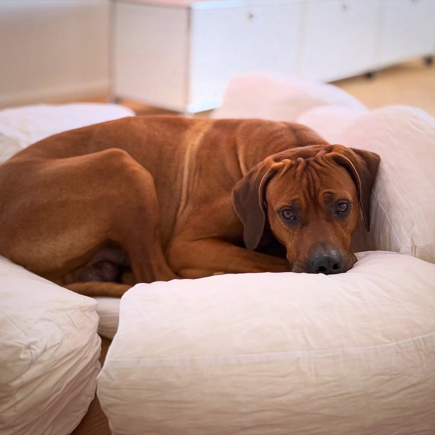 Andere Körbchen stehen bereit, aber Chance entscheidet sich lieber für das Modell „Bezug in der Wäsche“.
.
.
#ridgeback #rhodesianridgeback #lazydog #cutedog #hundeliebe