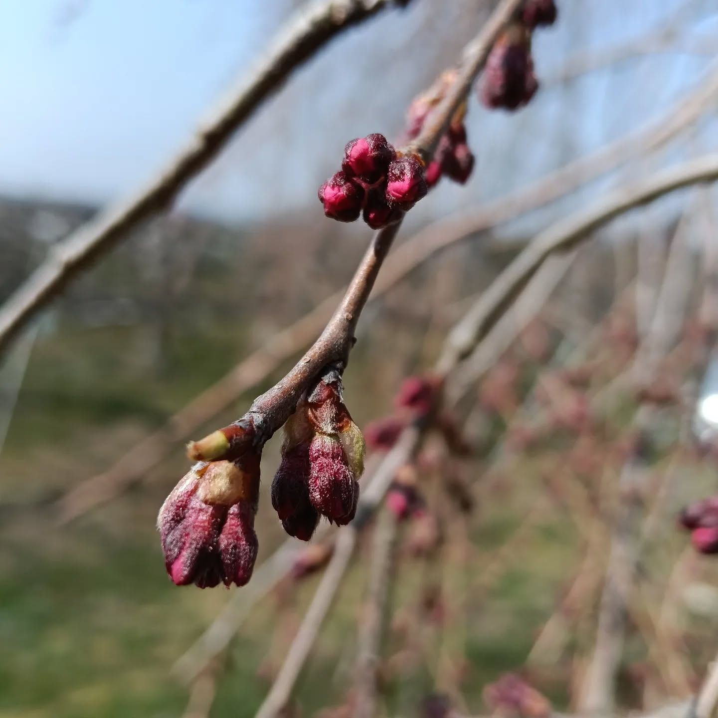 こちらはシダレザクラ。
もうすぐお花見🌸
ちょっと前に剪定も終わって一息ついているところです。
#利府の丘果樹園 #利府町 #利府梨 #新規就農 #桜
