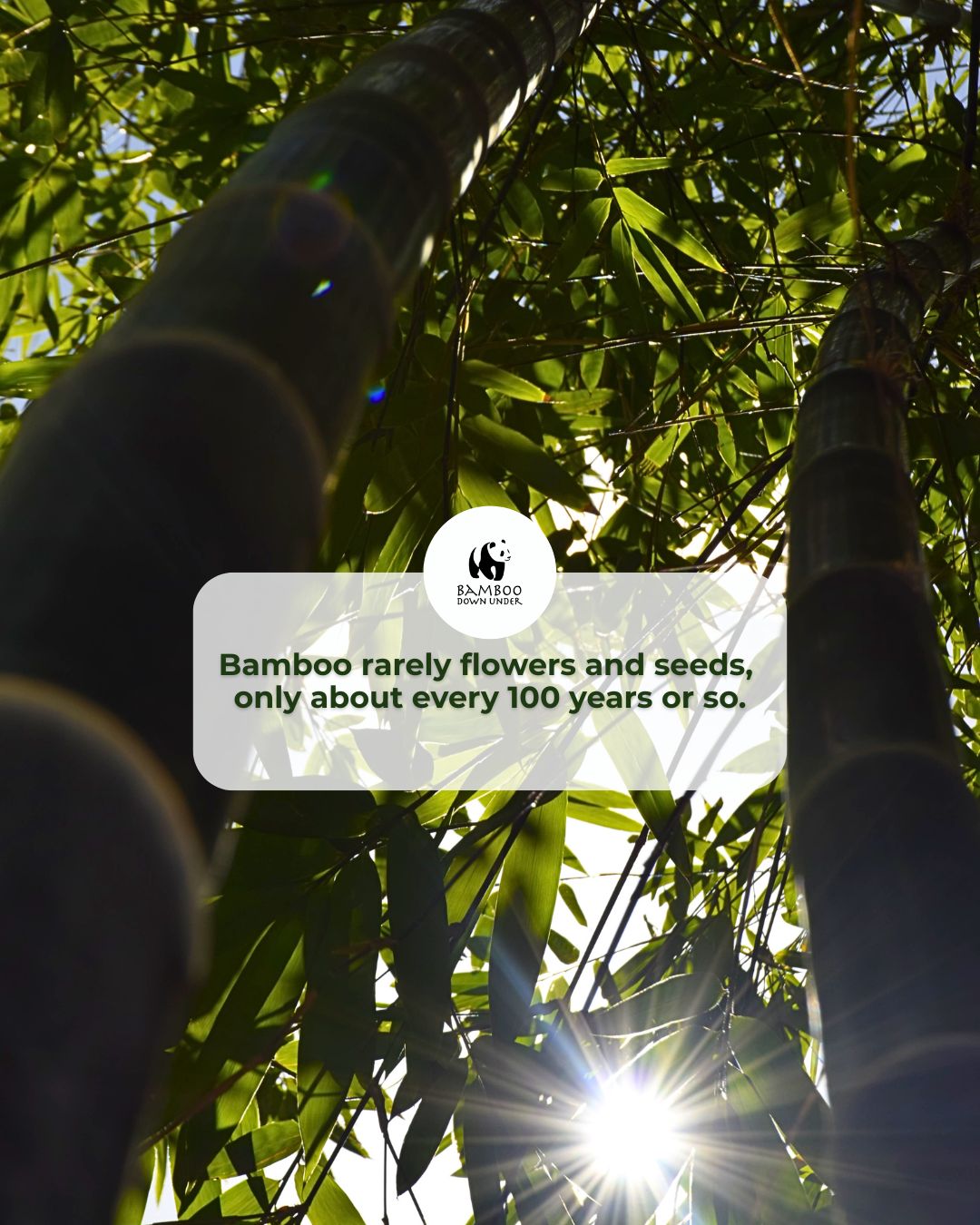 Bamboo rarely flowers and seeds, only about every 100 years or so.
When it does, every plant of that same species seeds at the exact same time across the globe! 🐼