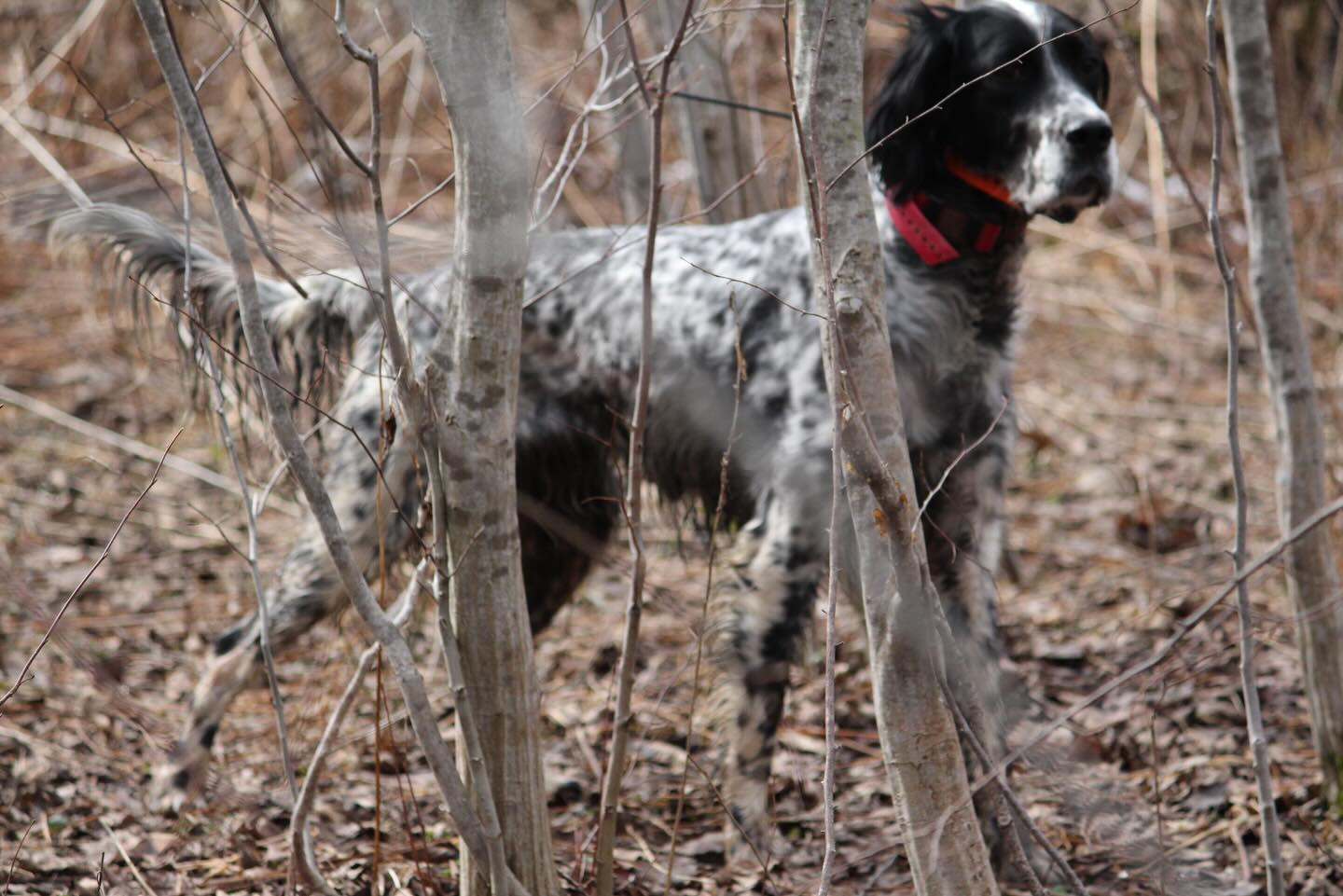We’re enjoying the return of woodcock in our covers. We also found one on our property (it’s our first spring in our new place) where we have yet to see a single woodcock or grouse. We were even able to hear a male skydancing from our deck this morning. Hopefully they’ll stick around.
#woodcock #englishsetter