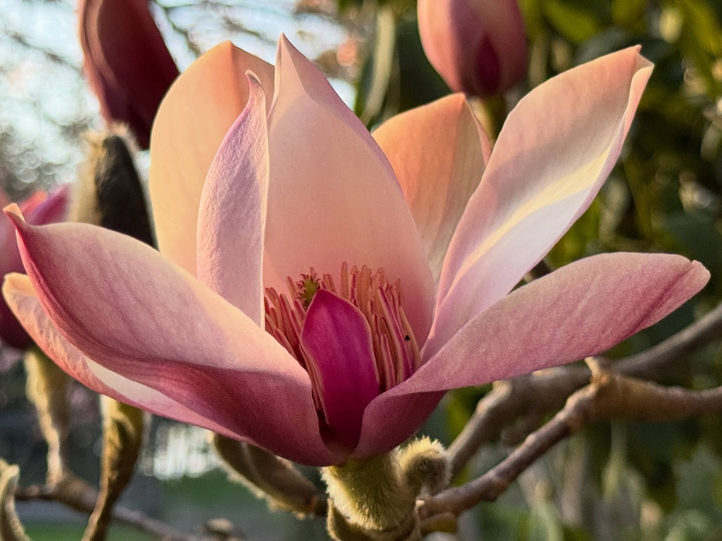 Spring has officially arrived, and the Gardens are waking up in the most spectacular way. The vernal equinox brings longer days, fresh blooms, and that unmistakable feeling that something beautiful is just beginning. Celebrate the season with us!
🌸 Rhody’s Garden Café is open for the season!
🌿 Join the first Rhododendron Walk of the season today at 1:00 pm
🌿 Last day to enjoy our Teacher Appreciation Membership Sale (35% off, in person only)
🌿 20% off all heaths, heathers, rhododendrons, and azaleas through April 10
From vibrant color to the scent of coastal blooms on the breeze, spring is putting on a full show. Come wander, breathe it in, and see what is unfolding.