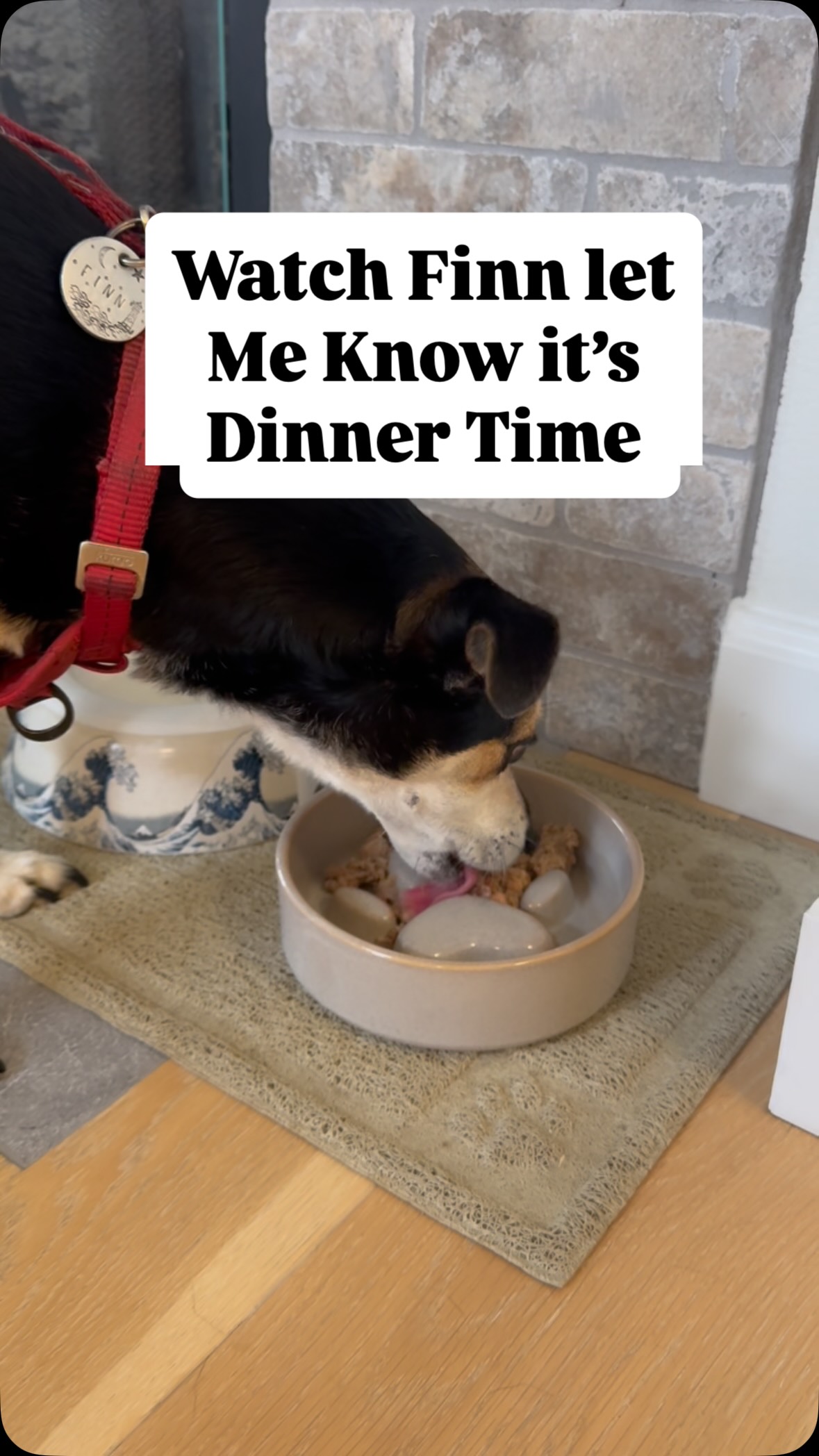 This is how I know Finn loves eating @justfoodfordogs
PS. Link in bio to save on JFFD
#jffd #ifeedjffd #justfoodfordogs #mealtime #dogs