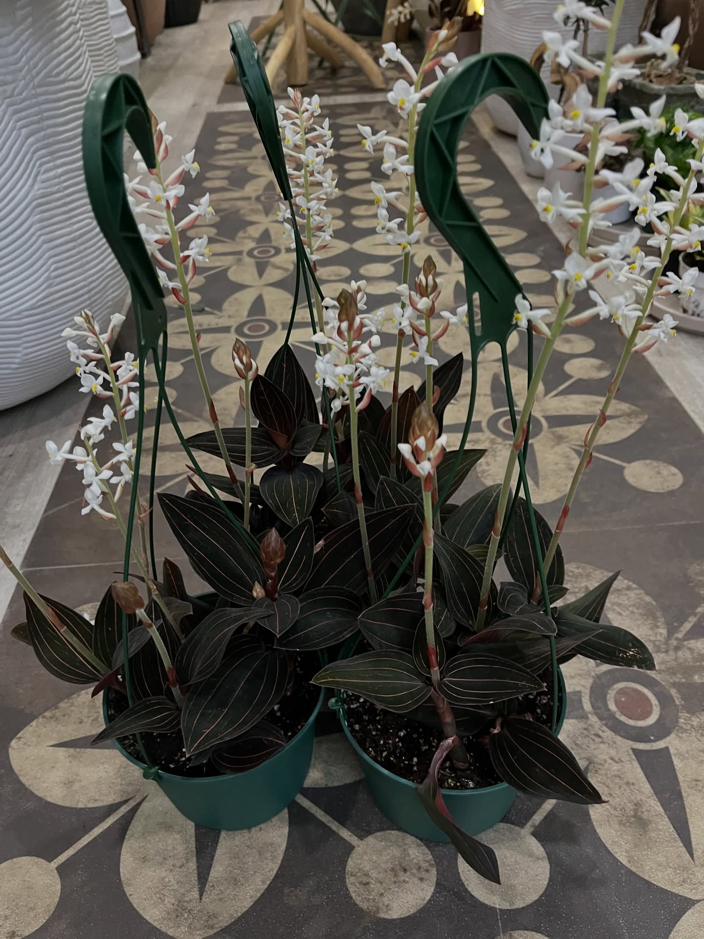 There’s something quietly captivating about contrast,
delicate white blooms rising effortlessly above rich, dark foliage, each detail more refined than the last.
These orchids are a study in elegance… soft, sculptural, and undeniably timeless. Designed for those who appreciate subtle luxury and the beauty of restraint.
A piece that doesn’t just sit in a space,
it elevates it.
Plantology Plants & More invites you to bring home something truly distinctive.
#plantologyplantsandmore #orchidlove #luxuryplants #plantdesign #interiorstyling