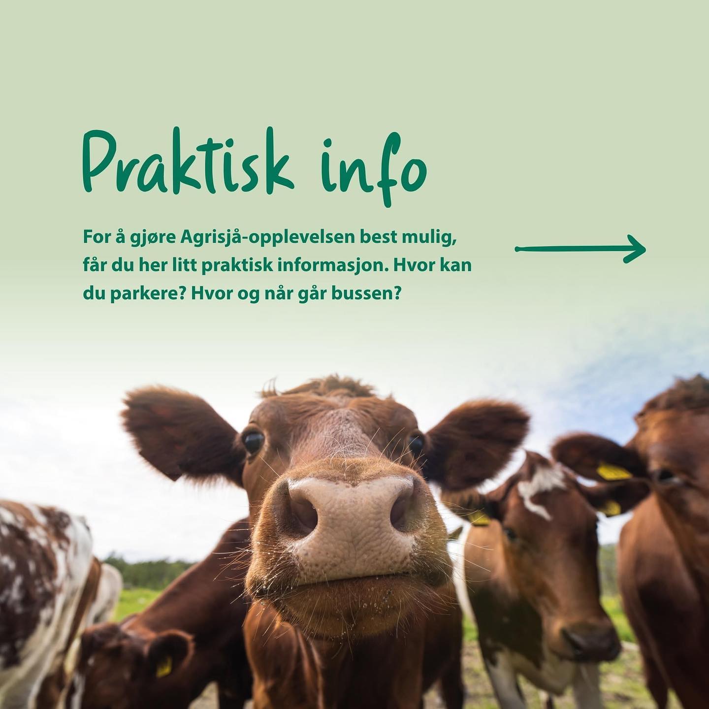 Nå nærmer det seg med stormskritt🤩🤗 Her får du litt praktisk info!☝️
.
#Agrisjå2023 #Stjørdal #bonde #gjøreitrøndelag #opplevtrøndelag #hvaskjeritrøndelag