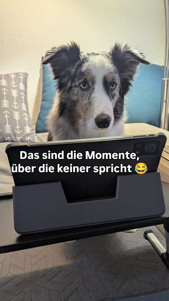 Jeder Hundebesitzer kennt diesen einen Spaziergang...
#hundeliebe #hundeleben #doglover #hundeaufinstagramm #running