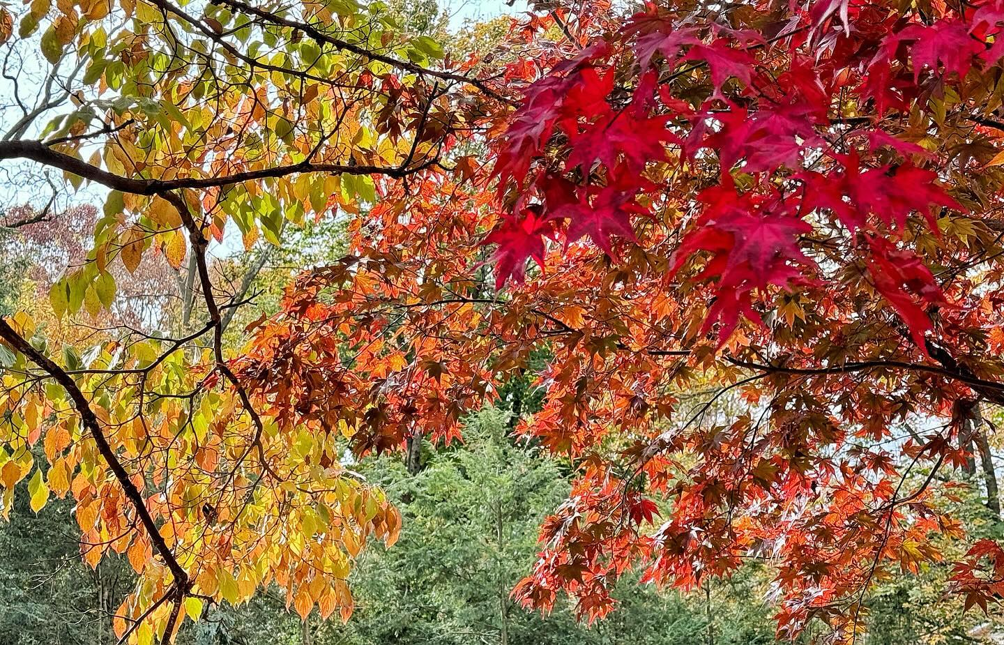 Fall is in the air and The Spruces is showing off her best colors yet! 🍂 🍁