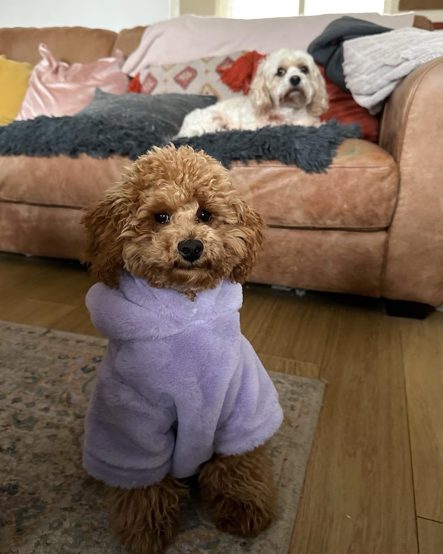 Louie’s convinced Louis Vuitton was named after him... looking fresh 😎
#toypoodle #cavachon #toypoodlepuppy #cardiffdogs #dogsofinstagram