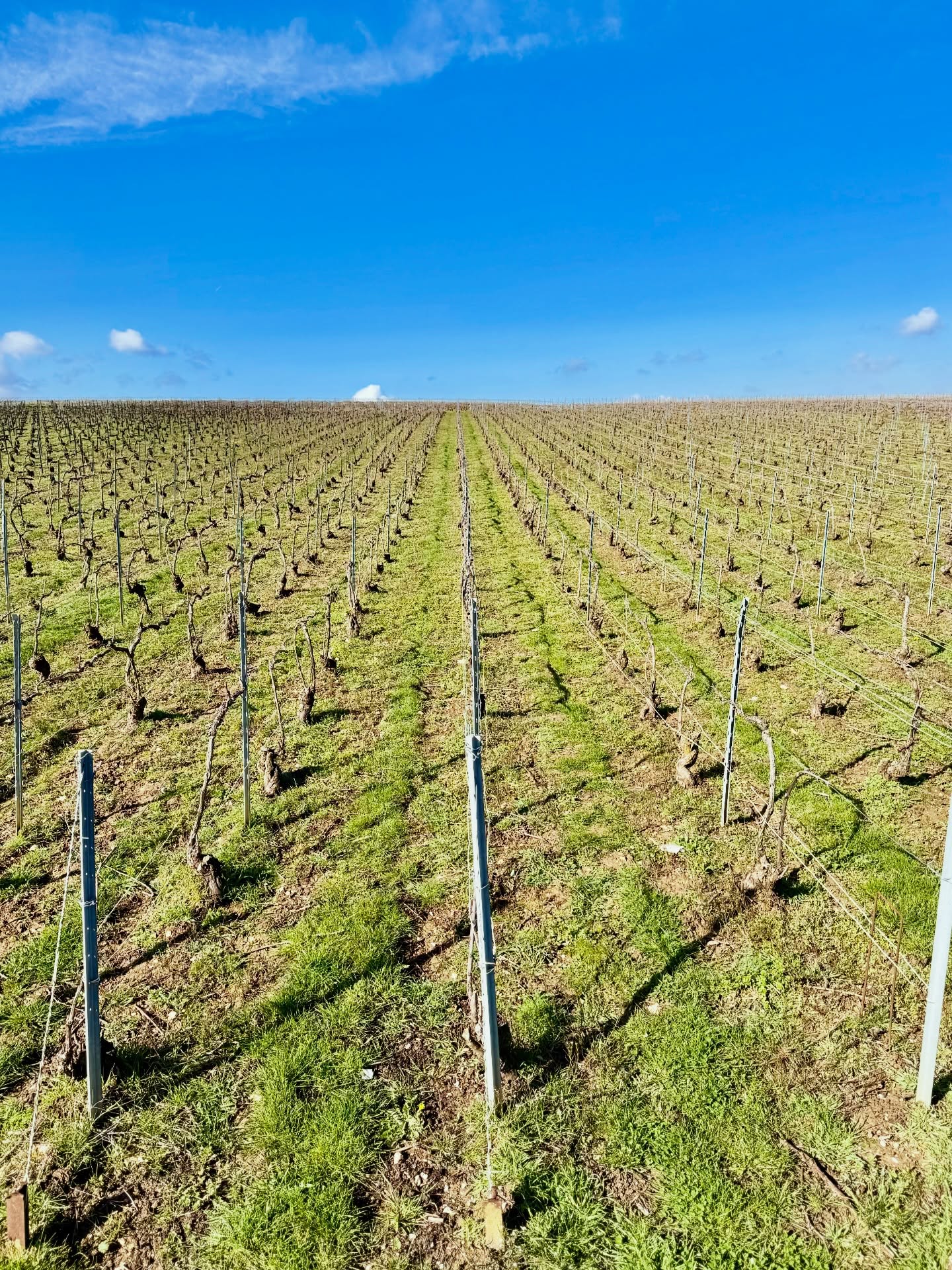 Clap de fin pour la taille !🍾✂️🍾
La taille est officiellement terminée sur nos parcelles Grand Cru de Mailly-Champagne. Ce long travail d’hiver, minutieux et patient, dessine la structure de la future récolte. Sous ce ciel bleu de mars, nos ceps sont désormais prêts à accueillir le printemps.
Chaque coupe est une promesse pour les futurs raisins de la Maison Lucien Roguet.
The pruning season comes to a close! 🍾✂️🍾
Pruning is officially finished across our Grand Cru plots in Mailly-Champagne. This meticulous and patient winter labor defines the very structure of our future harvest. Under this bright March sky, our vines are now ready to welcome the spring.
Every cut is a promise for the future grapes of Maison Lucien Roguet.
📍 Mailly-Champagne, Grand Cru
#ChampagneLucienRoguet #MaillyChampagne #VigneronIndependant #TailleVigne #GrandCru