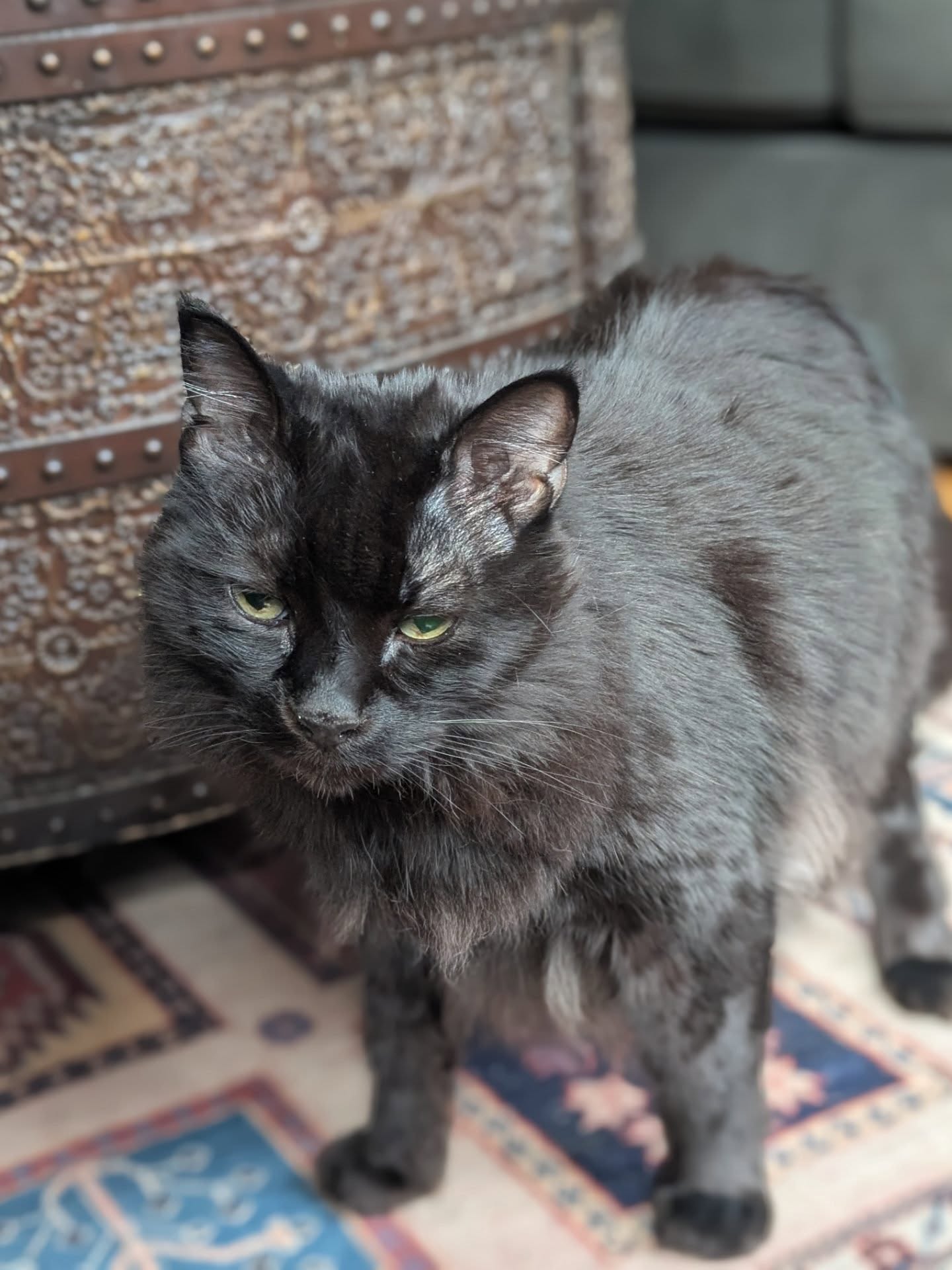 This is Leo (short for Leopold) and he has no business being this handsome! 😻
I've been caring for him a couple of years now and he just recently felt safe enough to let me pet him. He hissed shortly after, but still! Yay!!! 🤸🤩
He's a very sweet boy that has just had a rough life. He's deaf so who knows what his life experience has been like. 😿
Anyway, he loves freeze dried minnows, tissue paper and bird watching. And he's really good at maintaining his glorious floof! (See a little groom sesh at the end) 🐈⬛💖