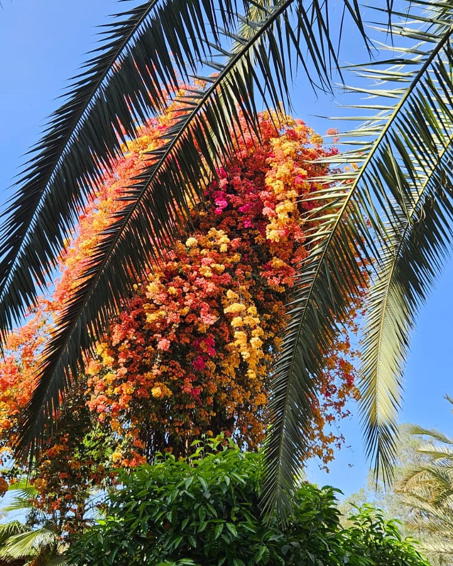 The colourful magic of spring in our gardens sparkled by our majestic Bougainvilleas! #gardens #bougainvillea #flowers #colours #luxuryboutiquehotel #lifestyle #boutiquehotel #hotelsoftheworld #spring #sun #holidaydestination #travel #marrakesh #morocco